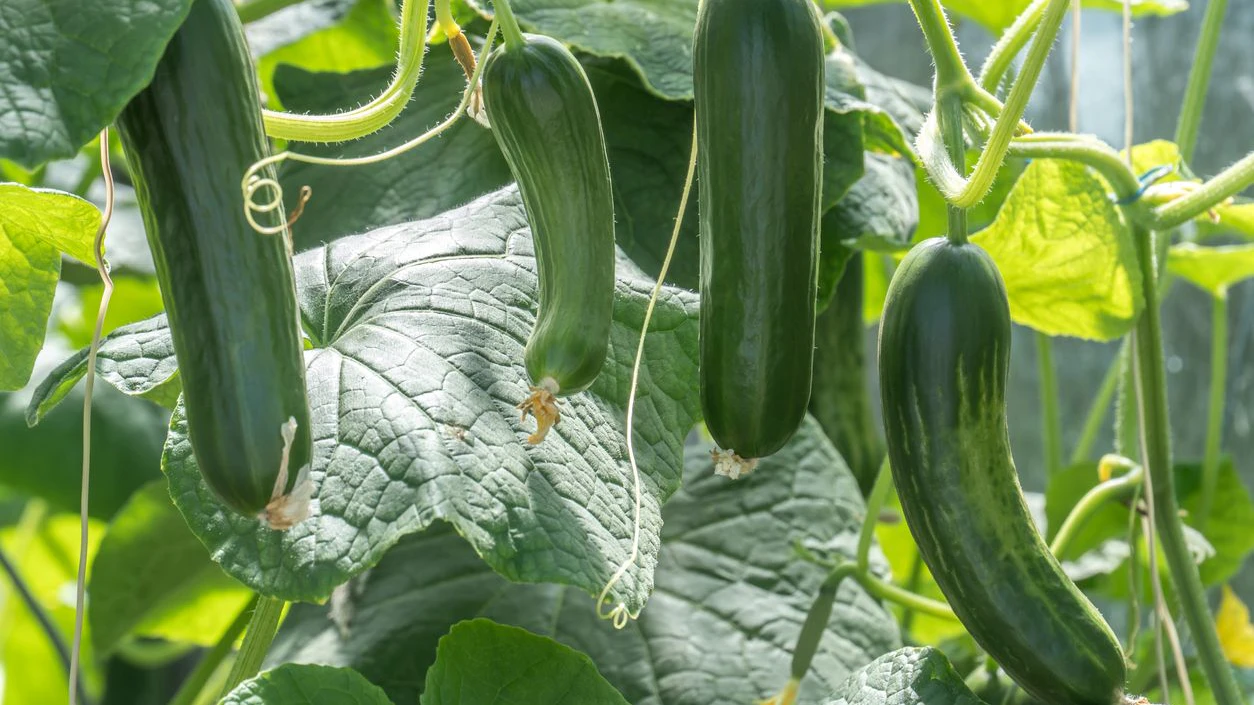 Planting and Harvesting. Zucchini plants