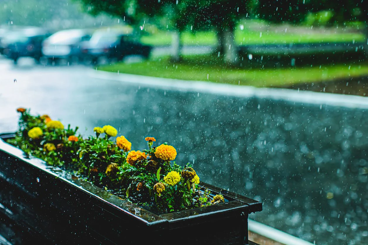 Regen verhindert katatrophale Ernte in OÖ