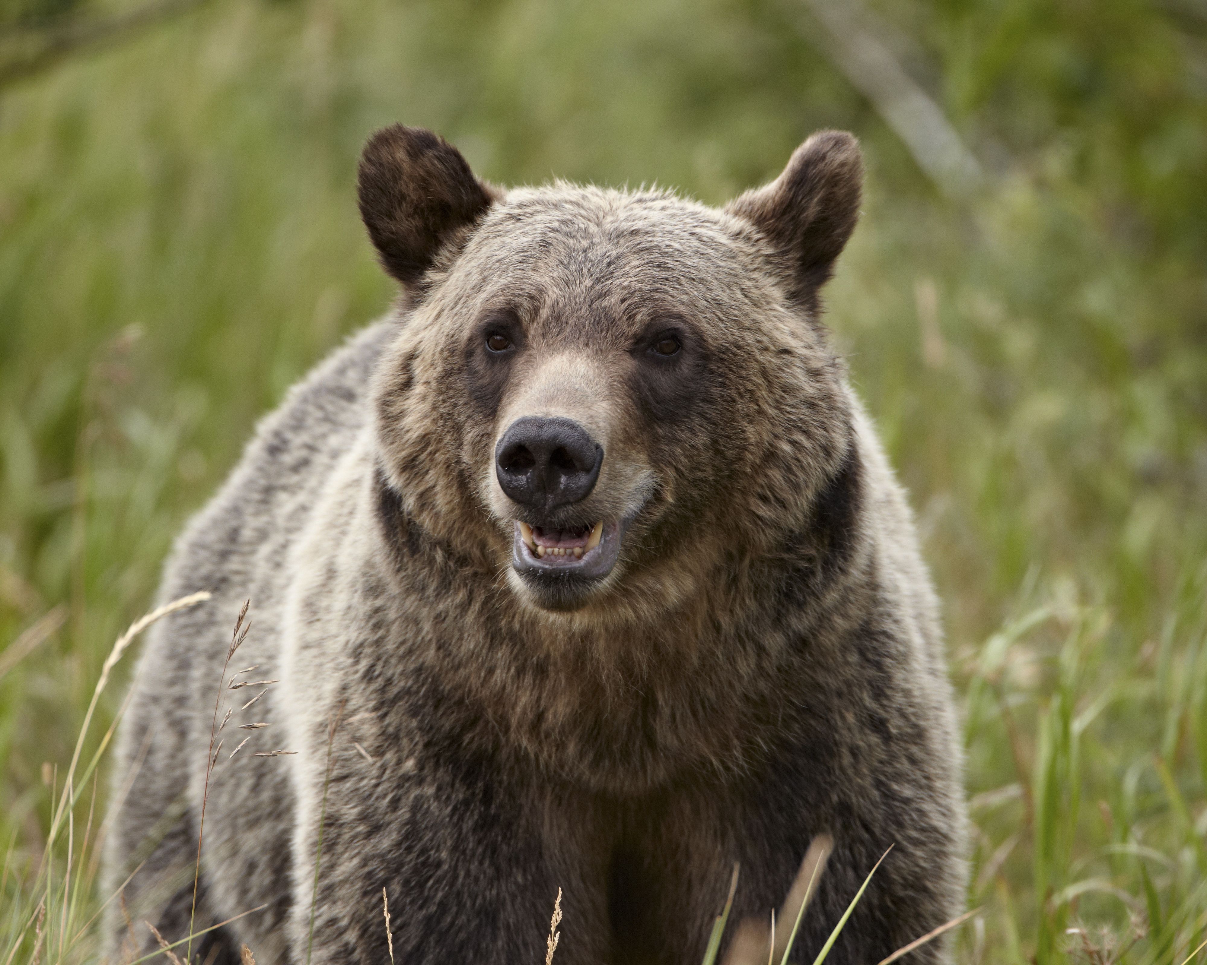 Rund 350 Grizzlybären (<em>Ursus arctos horribilis</em>) leben im Glacier-Nationalpark, Montana.