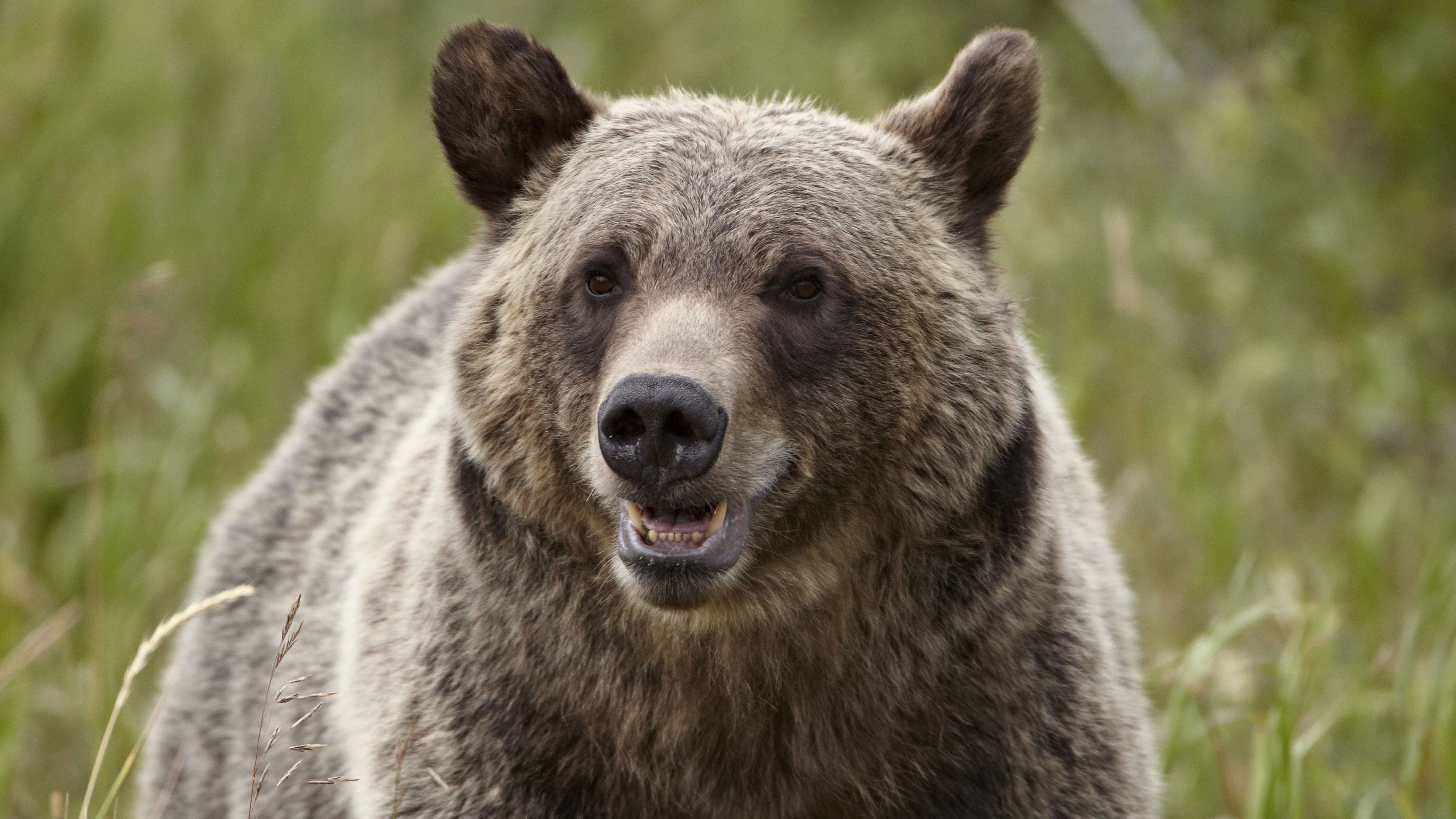 Rund 350 Grizzlybären (Ursus arctos horribilis) leben im Glacier-Nationalpark, Montana.