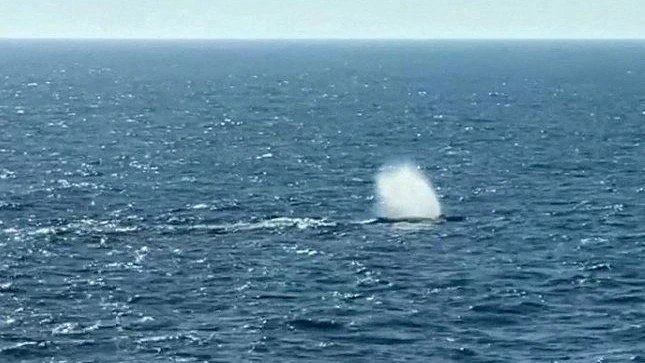 A humpback whale which was stranded in the Baltic Sea off the German coast since March, blows a fountain at the open North Sea, May 2, 2026, after leaving a floating barge that had been towing him towards the Atlantic behind the ship "Fortuna B", in this still image obtained from a video. NonstopNews/Jens Schwarck/REUTERS TV via REUTERS         THIS IMAGE HAS BEEN SUPPLIED BY A THIRD PARTY. MANDATORY CREDIT. GERMANY OUT. NO COMMERCIAL OR EDITORIAL SALES IN GERMANY     TPX IMAGES OF THE DAY     