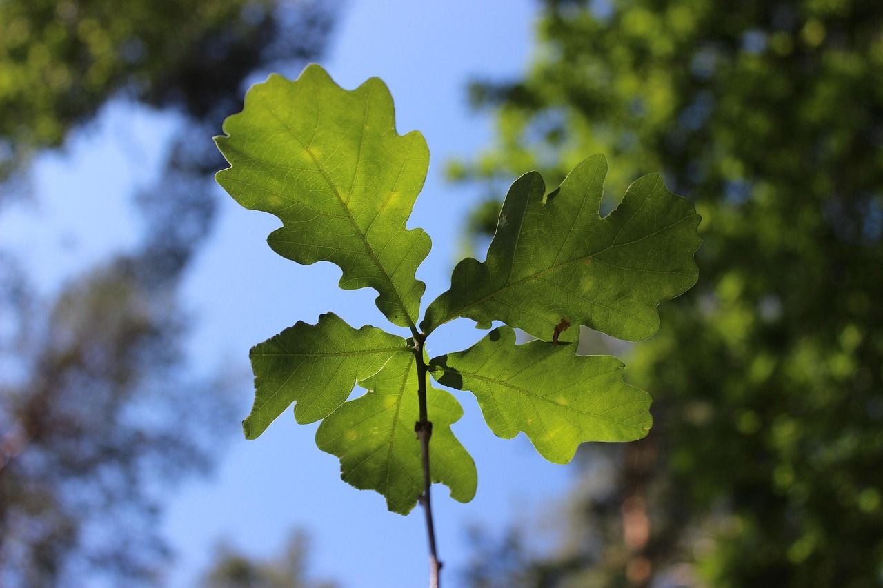 Eiche in der Natur