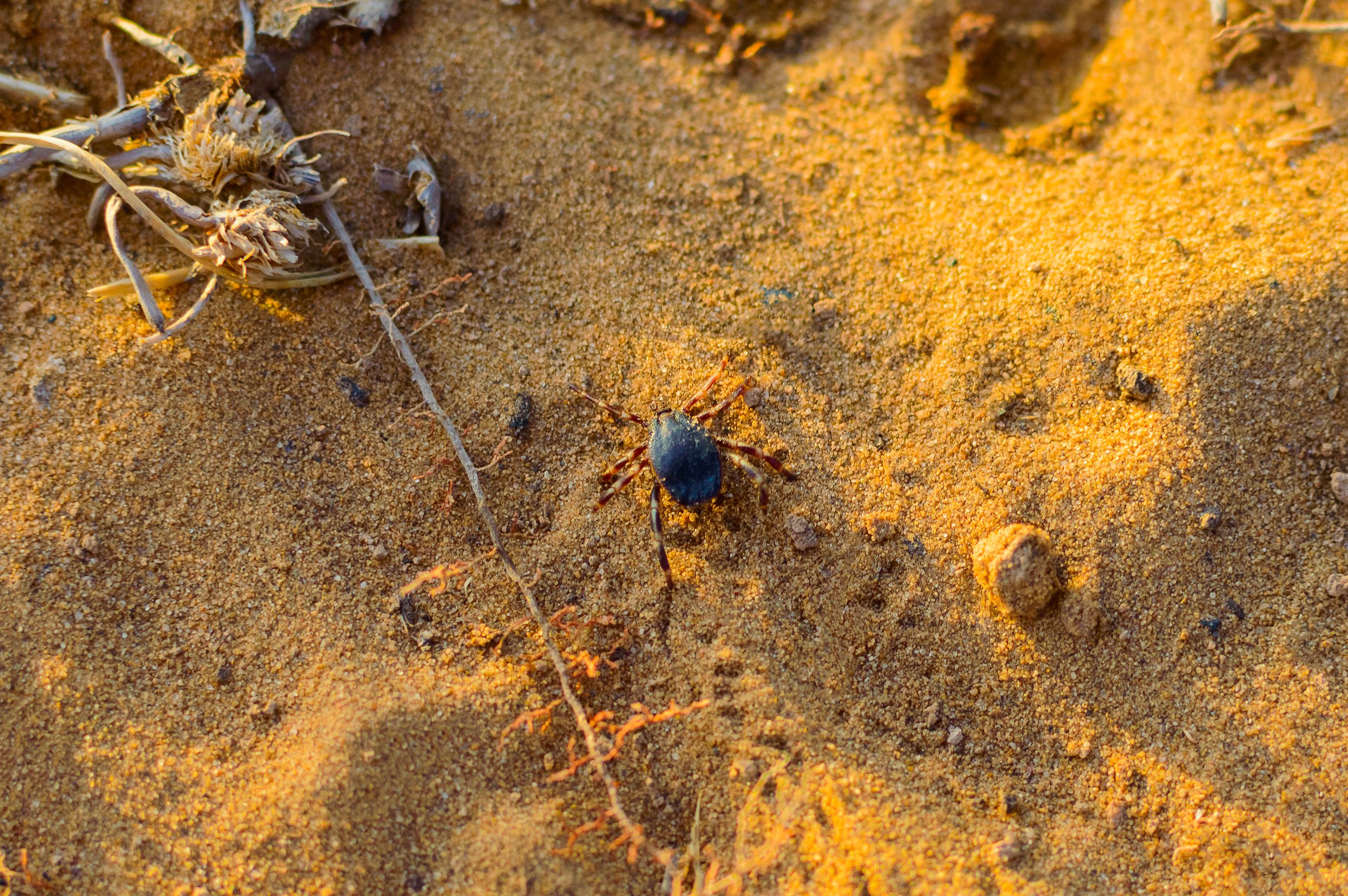 Nahaufnahme einer Hyalomma-Zecke, eine gefährliche Parasiten- und Infektionsüberträgerin, die auf dem Boden Jagd auf Beute macht.