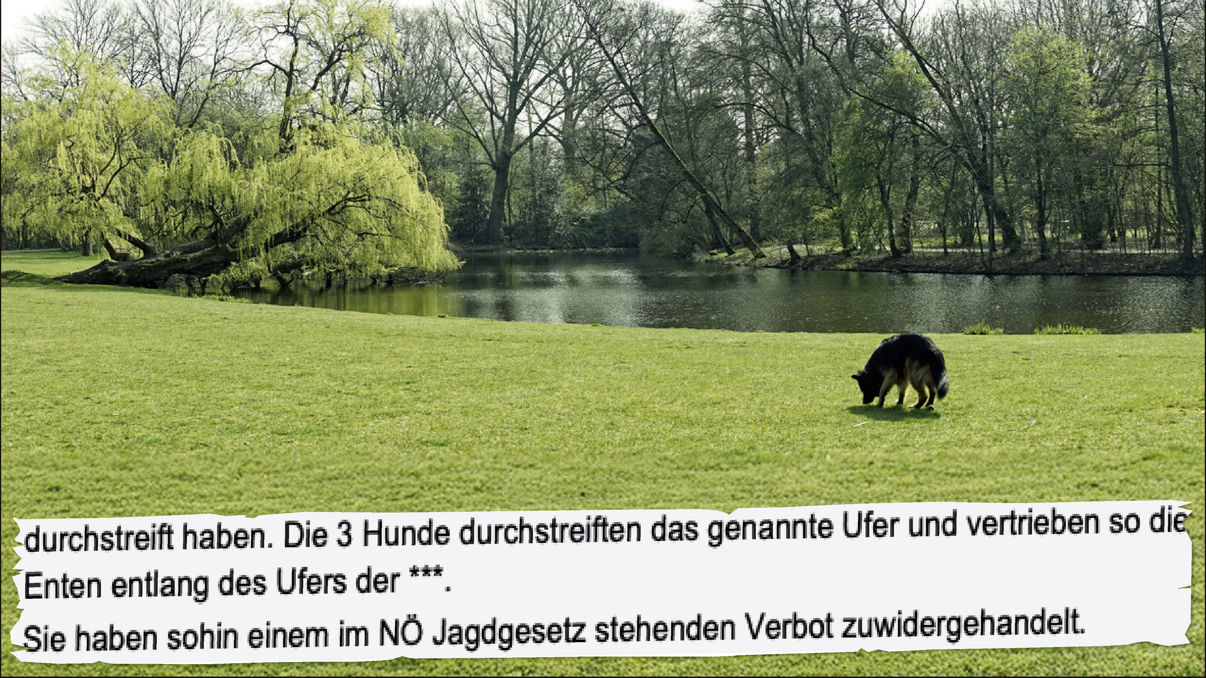 Symbolbild eines Hundes nahe eines Flussgebietes; Auszug aus Strafe