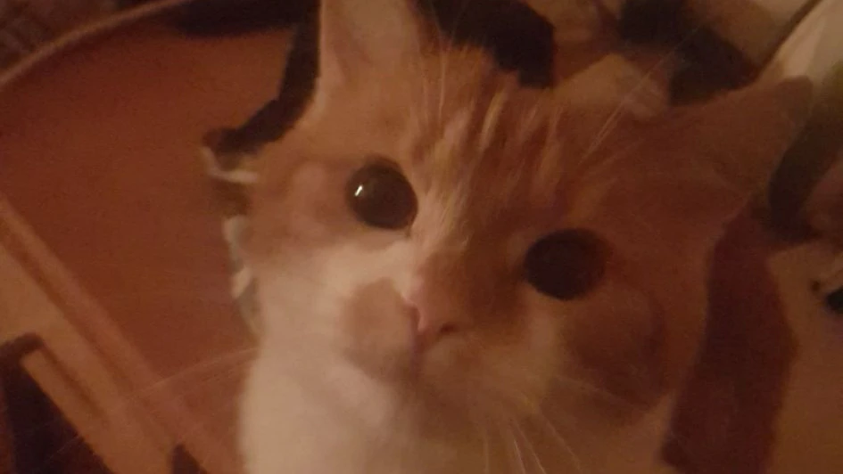 Ein Bild der Katze aus besseren Zeiten.