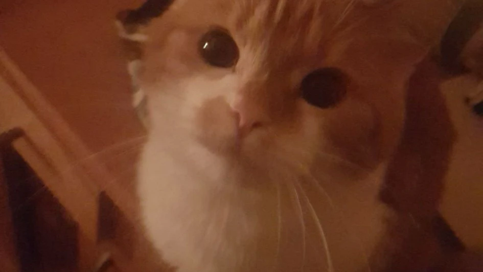 Heute.at - Tiroler Katzen-Killer erwartet sofortige Entlassung