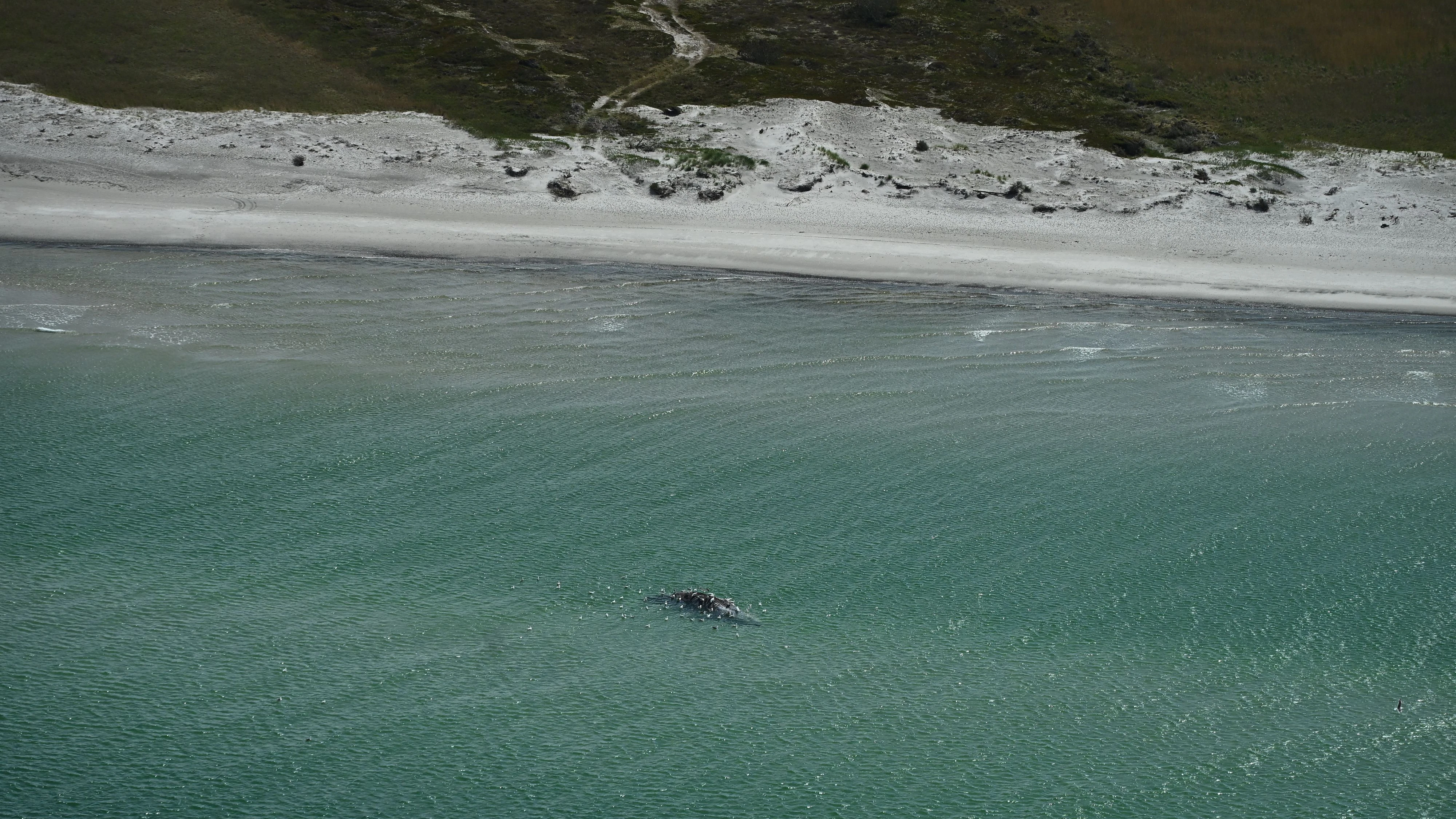 Der tote Wal liegt vor der Küste der dänischen Insel Anholt.