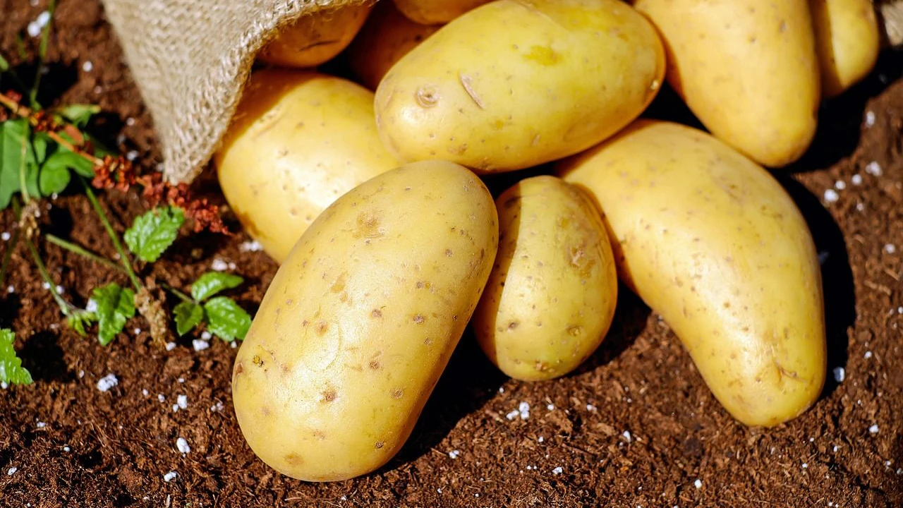 Heute.at - Lorbeerblatt stoppt das Keimen bei Kartoffeln