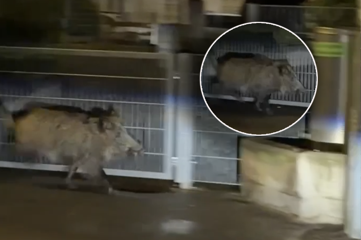 Heute.at - Wildschwein sorgt für Polizei-Einsatz in Hernals
