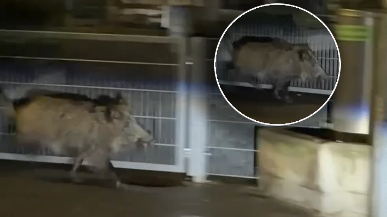 Eine Begegnung mit einem Wildschwein sorgte am Freitag in Hernals für einen Polizeieinsatz.