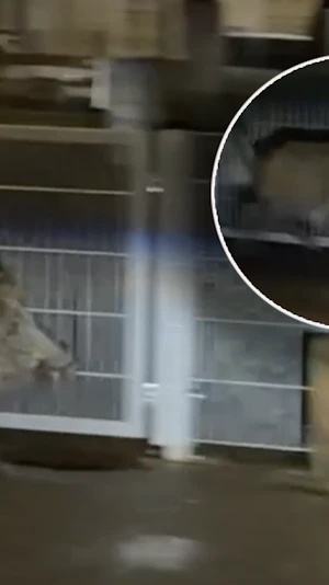 Wildschwein in Wien-Hernals: Polizei-Einsatz wegen ungewöhnlichem Besucher in Wohnsiedlung. Aktuelle Infos zum tierischen Vorfall.