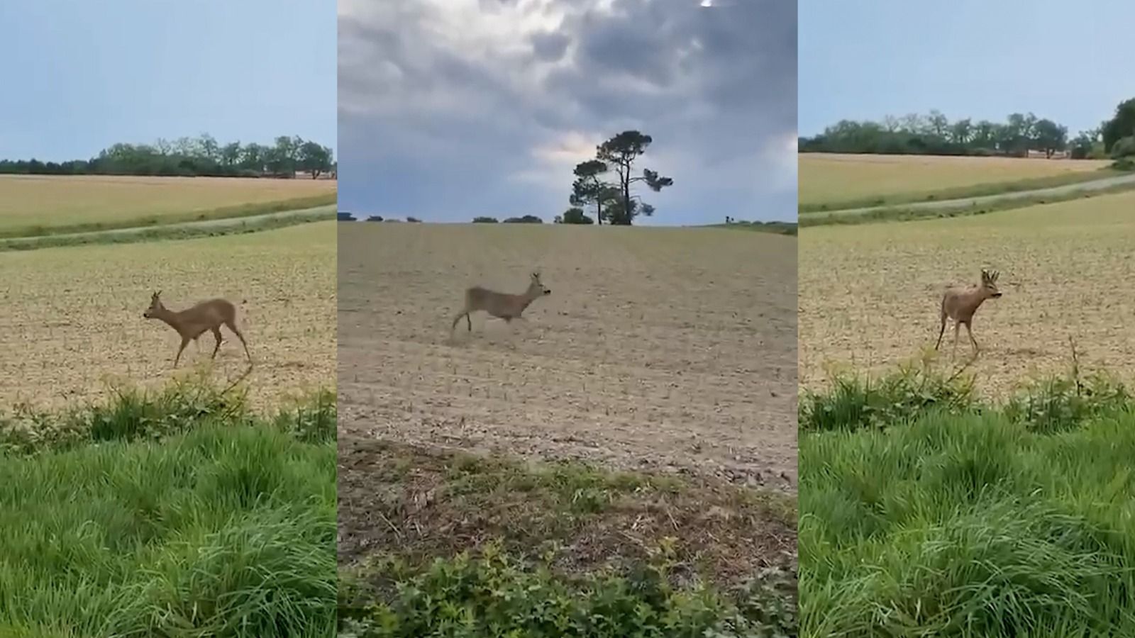 Im Département Saône-et-Loire entstanden diese kuriosen Szenen.