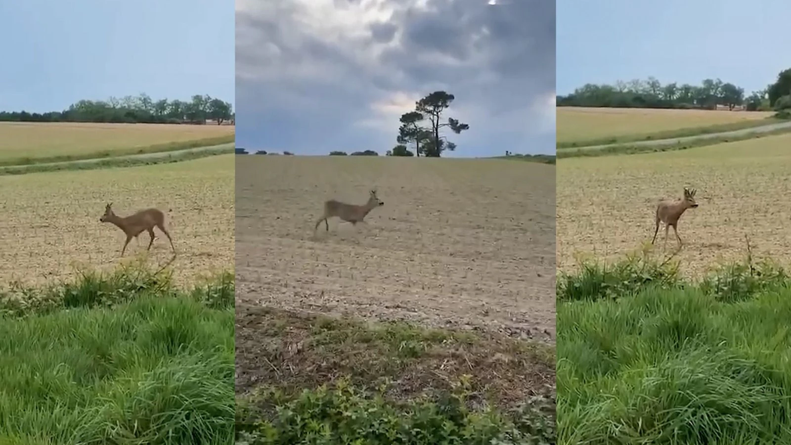 Im Département Saône-et-Loire entstanden diese kuriosen Szenen.