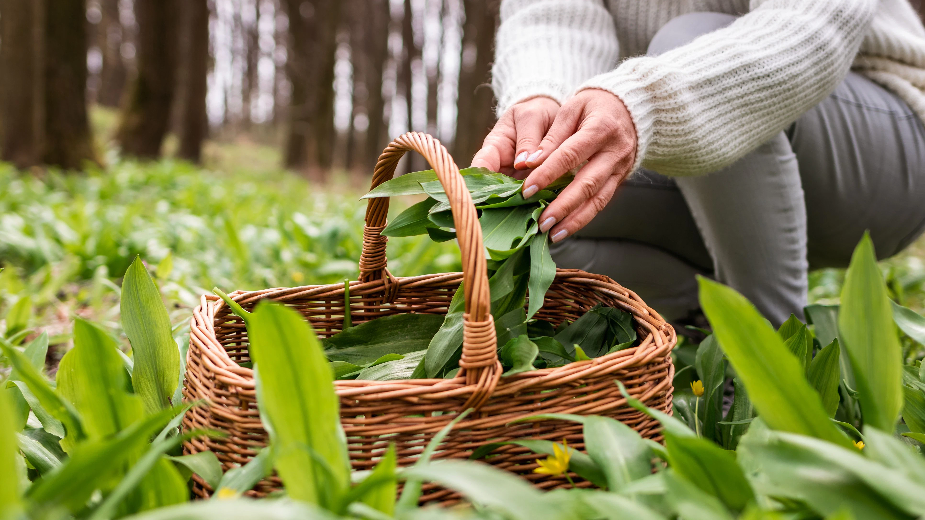 Heute.at - Foraging boomt: Was du darfst – und was nicht
