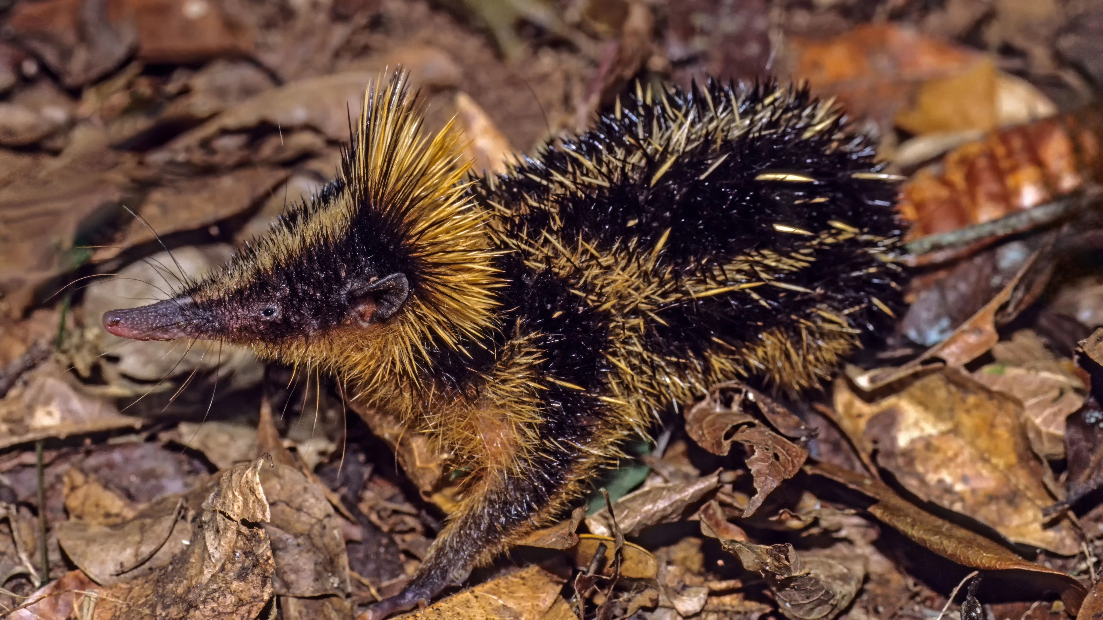 Na, bitte ist das "Streifentenrek" lustig? Er kommt endemisch nur auf der Insel Madagaskar vor. 