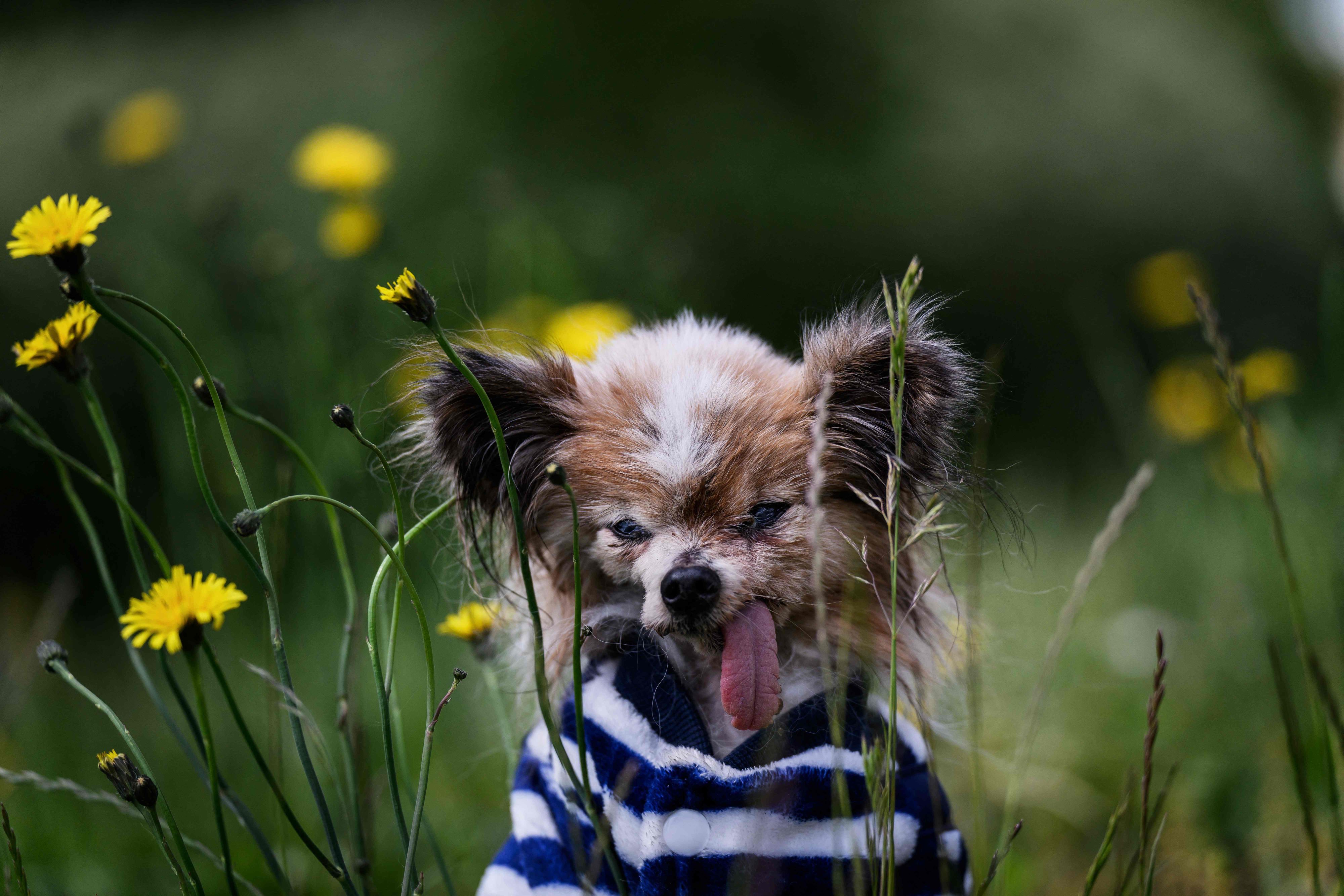 Heute.at - Ältester Hund der Welt stirbt kurz vor 31. Geburtstag