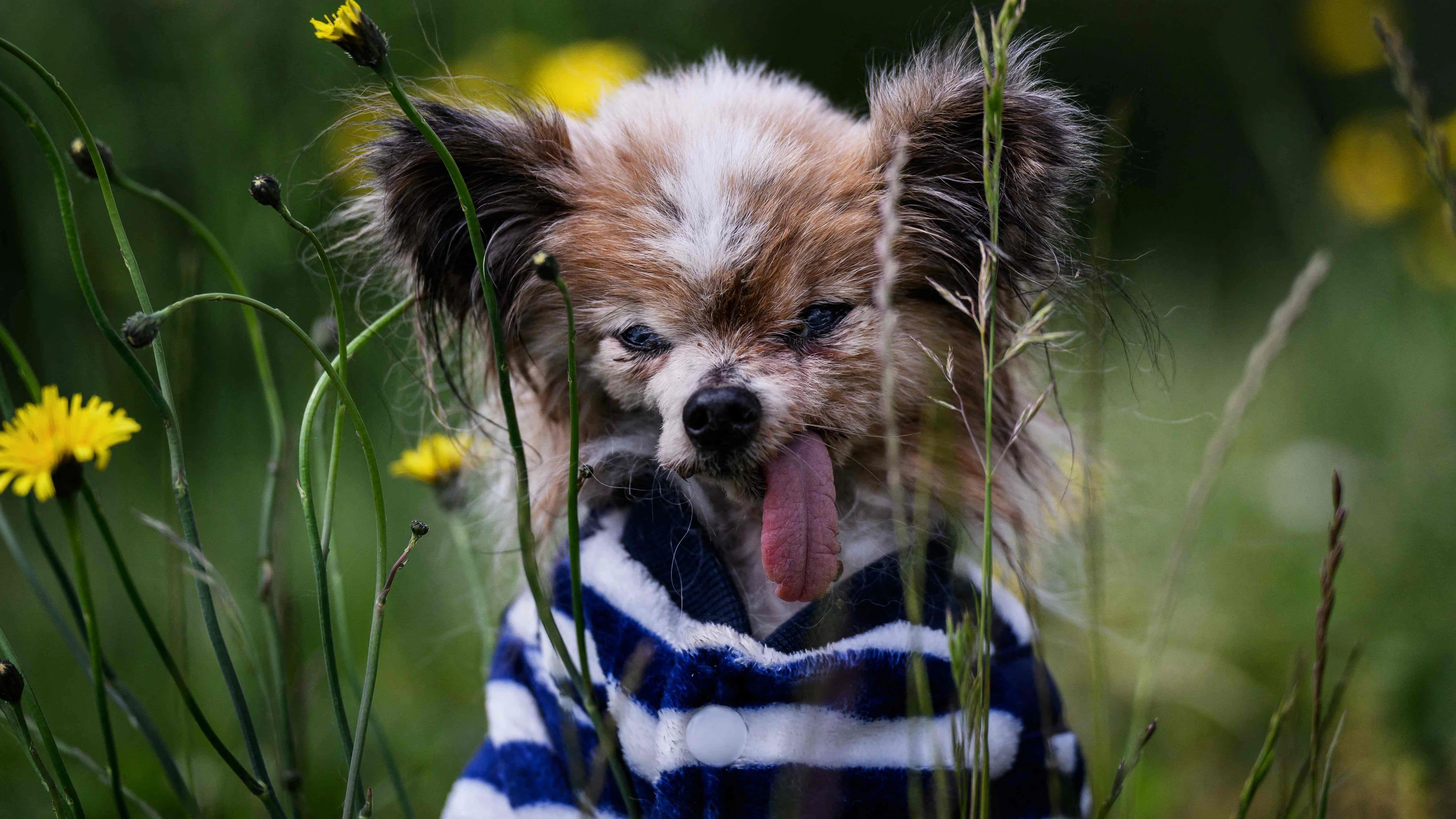 Lazare, a Continental Toy Spaniel Papillon said to be the world's oldest dog born in 1995, looks on, in Villy le Pelloux, eastern France, on May 12, 2026. When Lazare's former owner passed away, the dog was taken in by the dog pound, which then contacted the French SPA (Société Protectrice des Animaux). His owner Ophelie Boudol, who will turn 30 in October, took Lazare in at the end of April and officially became its "permanent foster family" last week, with a birth certificate indicating December 4, 1995. 1995. (Photo by Jeff PACHOUD / AFP)