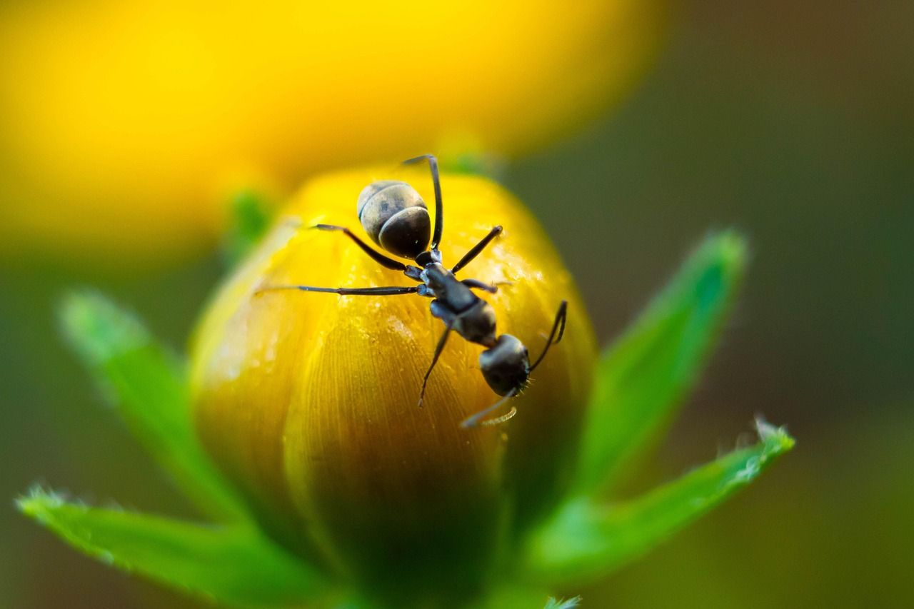 Schwarze Gartenameise auf Blüte