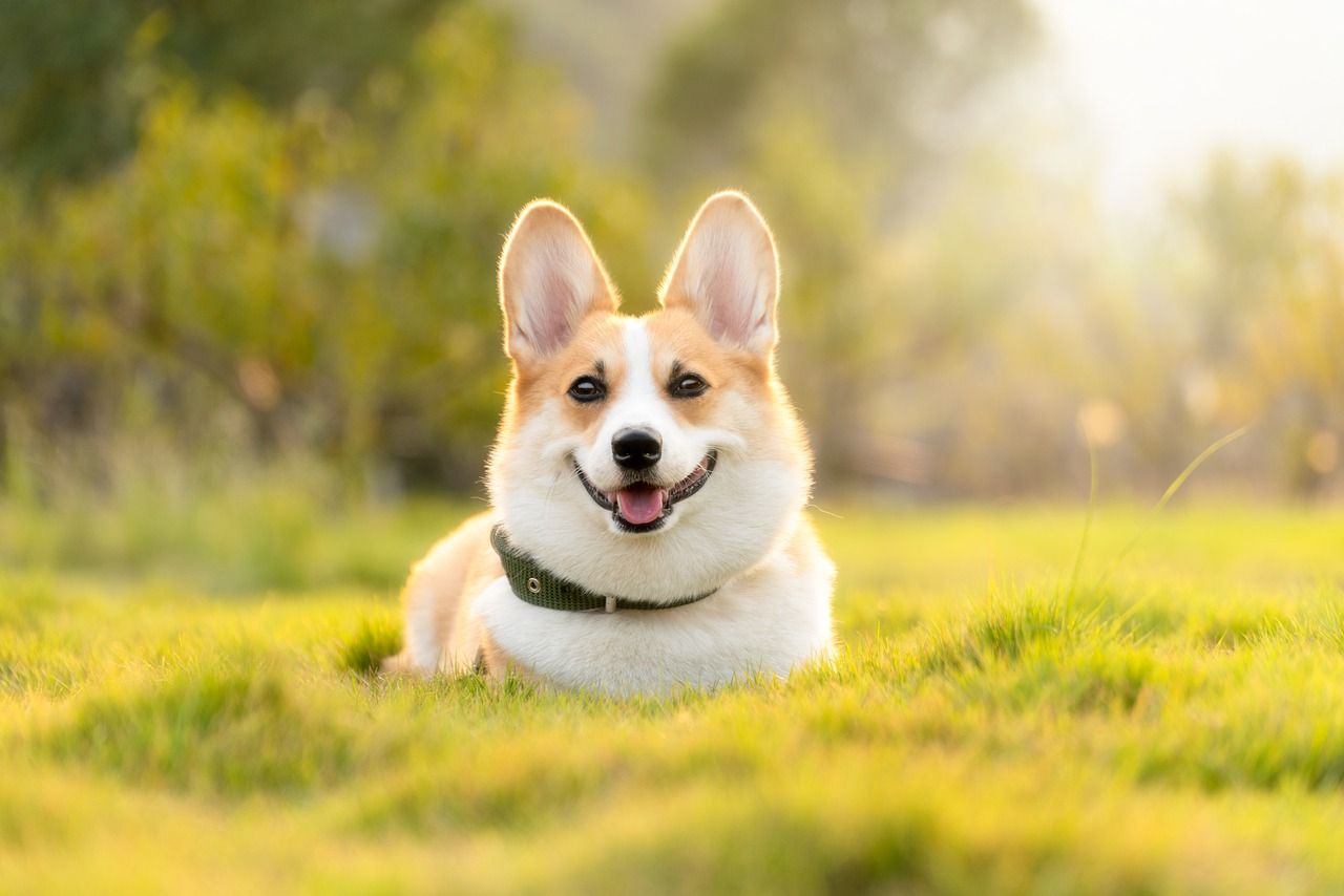 Süßer Corgi