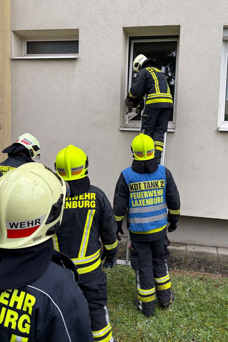 Die Feuerwehr konnte die Katze befreien