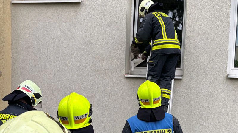 Die Feuerwehr konnte die Katze befreien