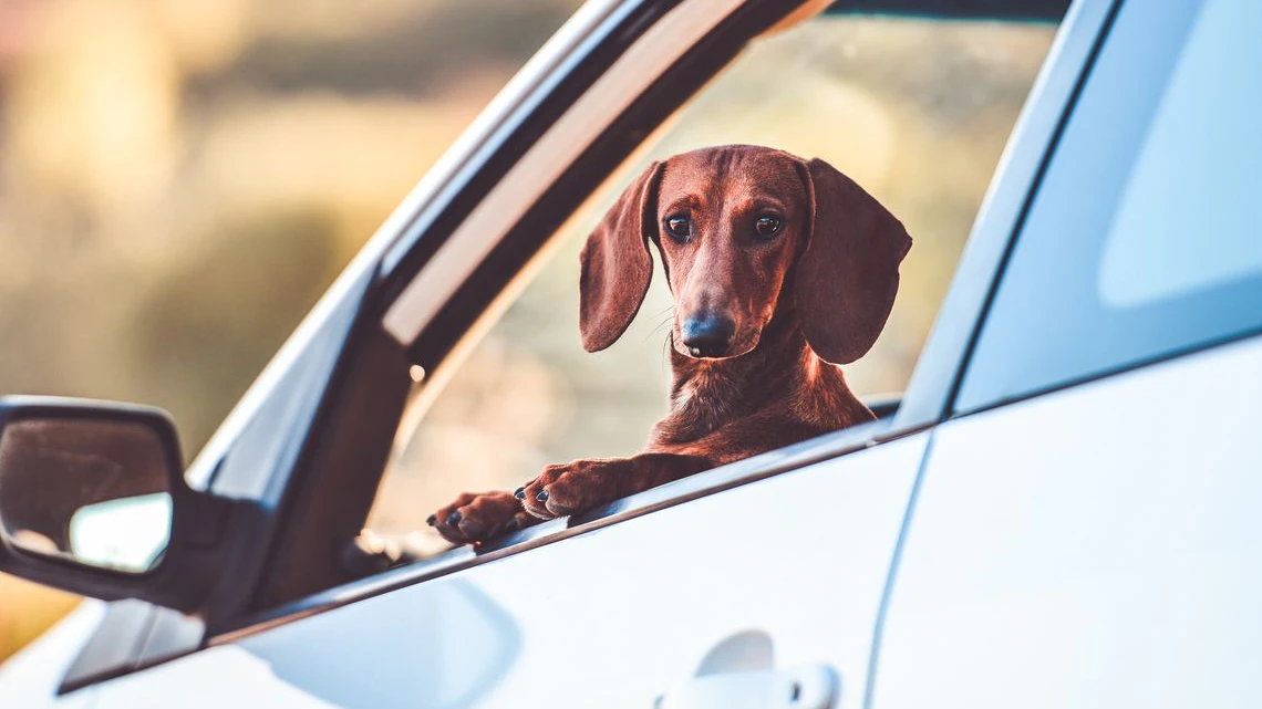Heute.at - Hund war nicht angeschnallt – Polizei lädt Dackel vor