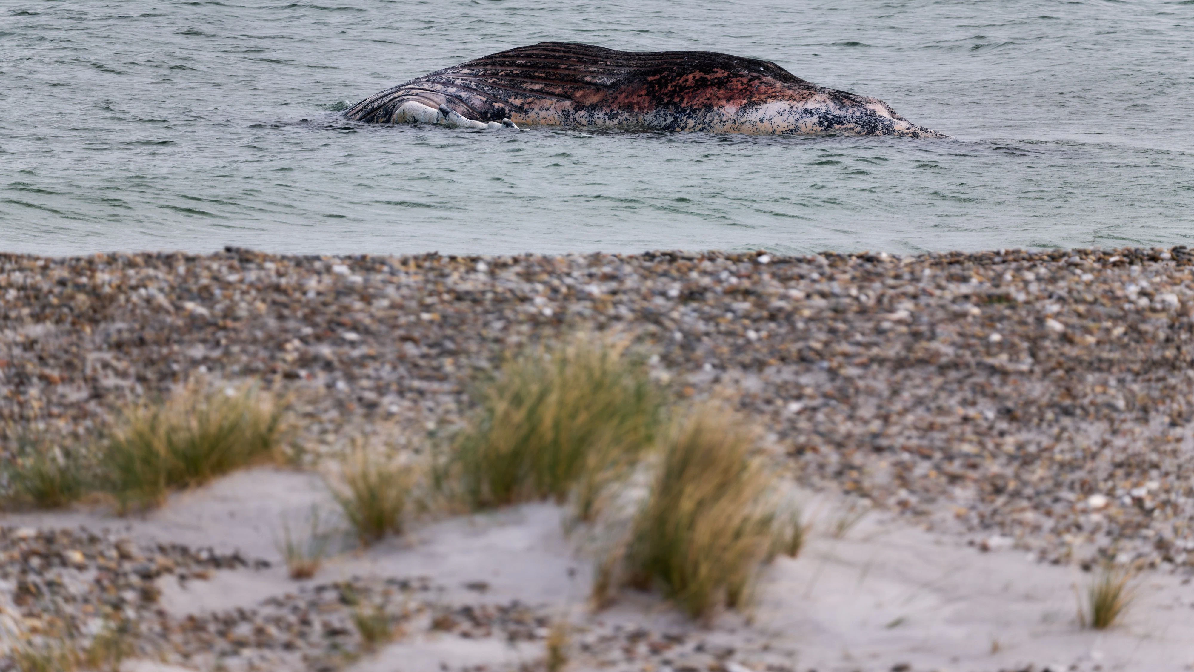 "Timmys" Kadaver liegt vor der dänischen Insel Anholt.