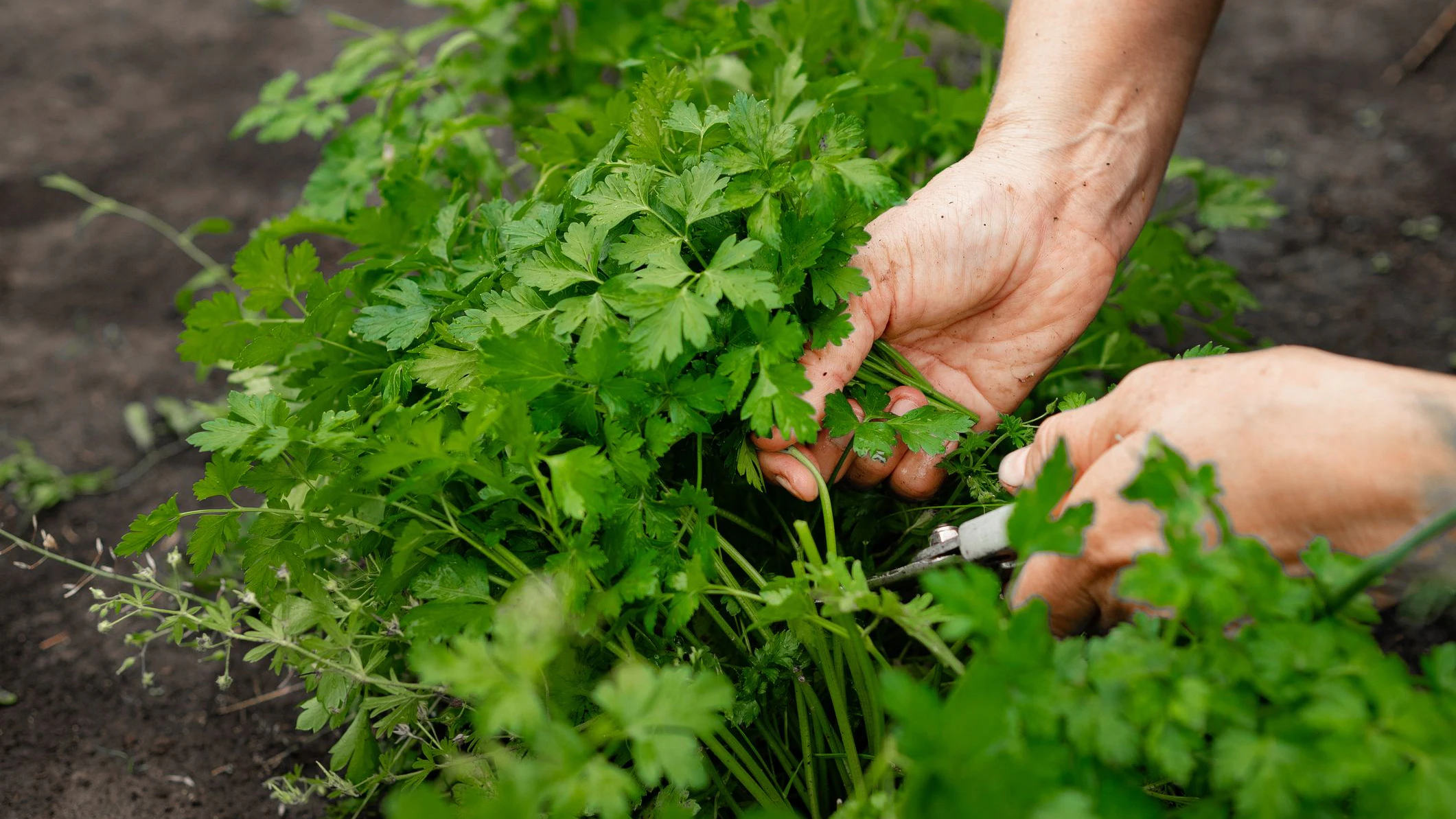 a woman collects parsley in the garden. home gardening and cultivation of greenery concept