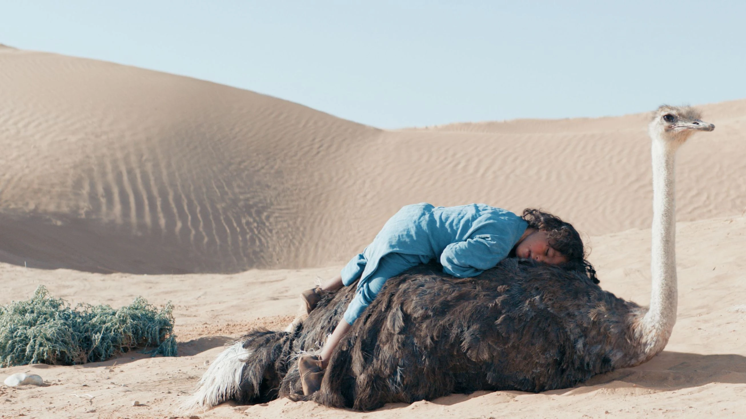 Heute.at - Strauße sichern Buben in der Sahara das Überleben