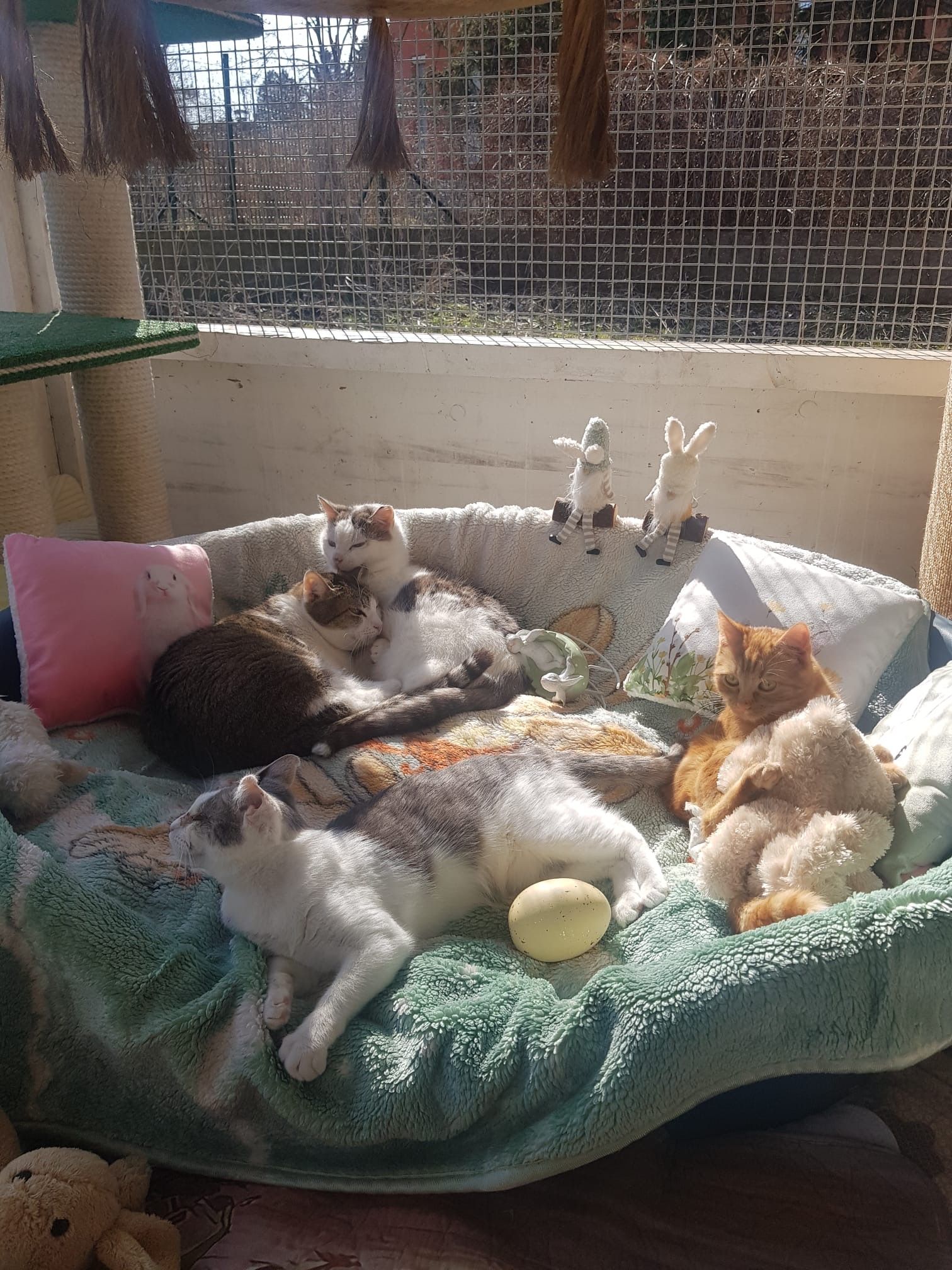 Alle Katzen sind körperlich oder geistig beeinträchtigt.