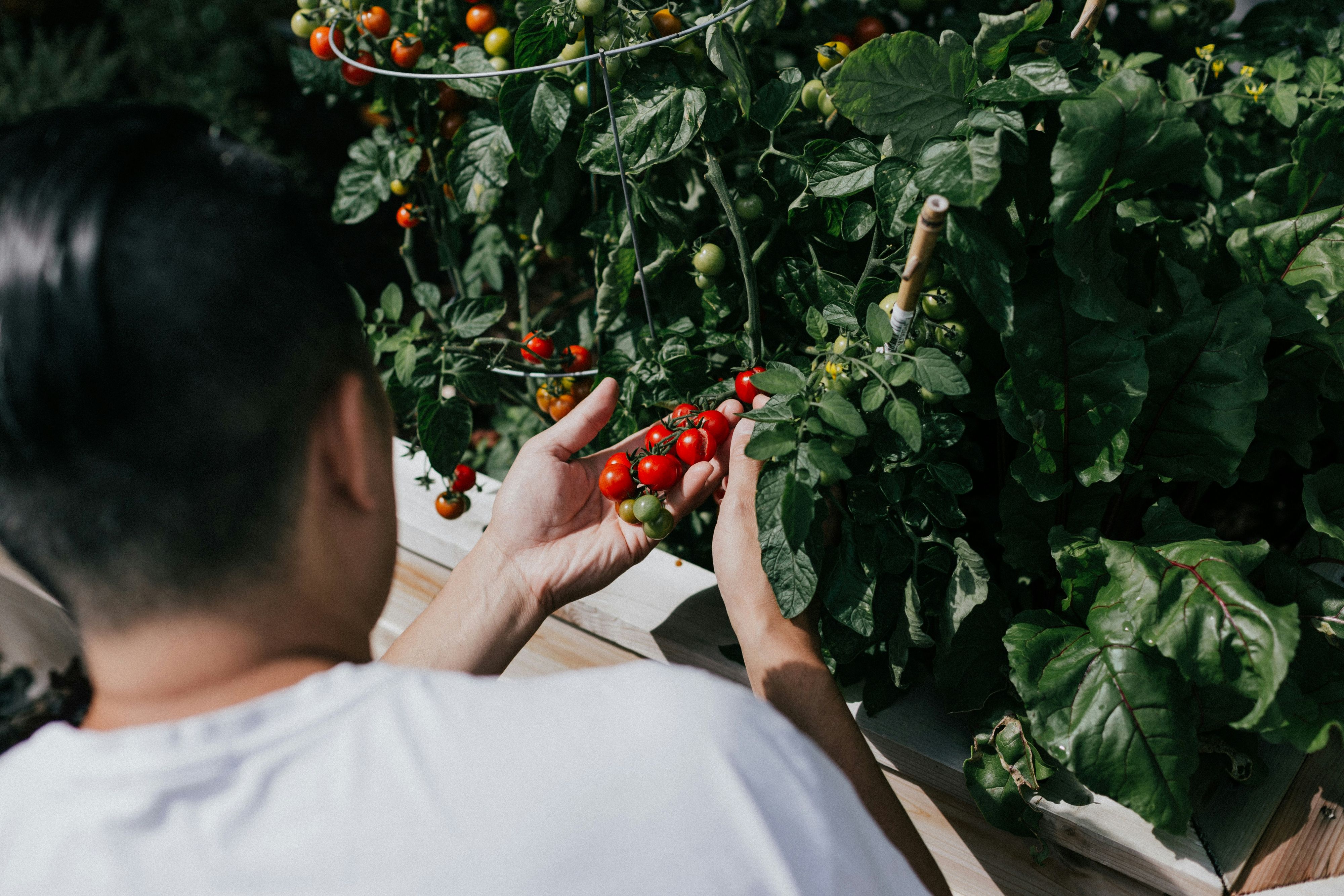 Tomaten lieben Sonne – und zwar möglichst viel davon.