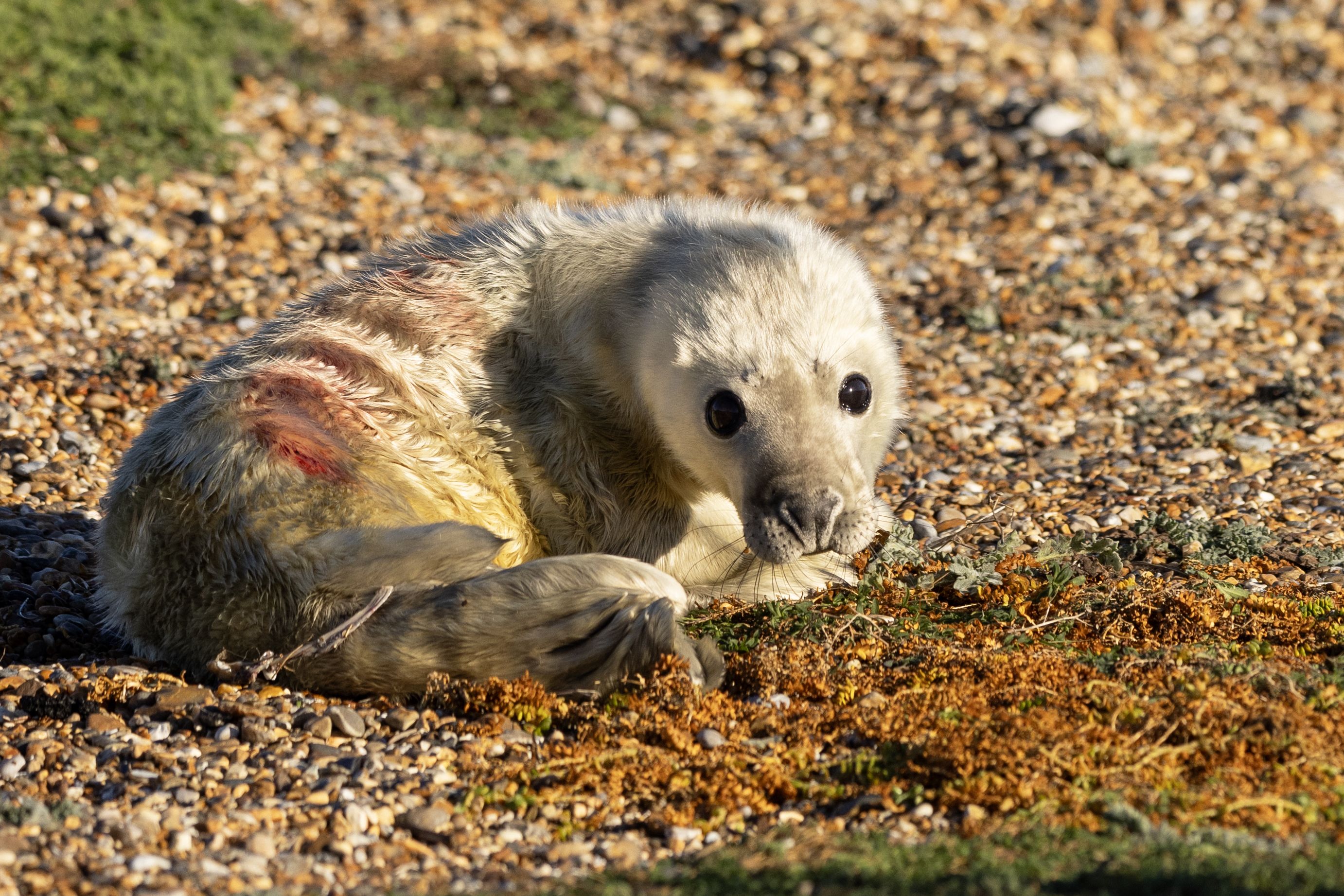 Robbenbabys gehören doch wirklich zu den niedlichsten Tierkindern, oder? 