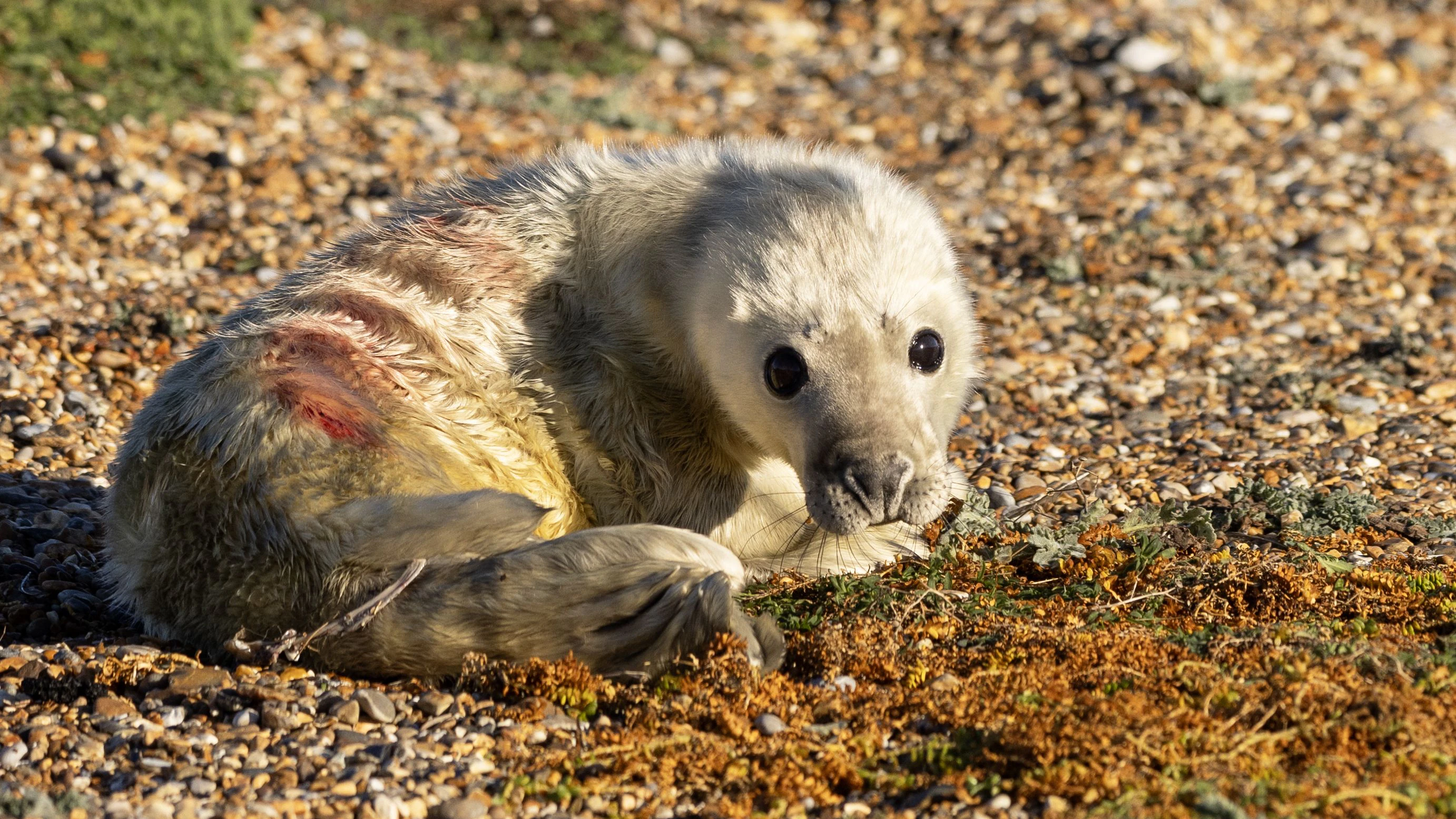 Robbenbabys gehören doch wirklich zu den niedlichsten Tierkindern, oder? 