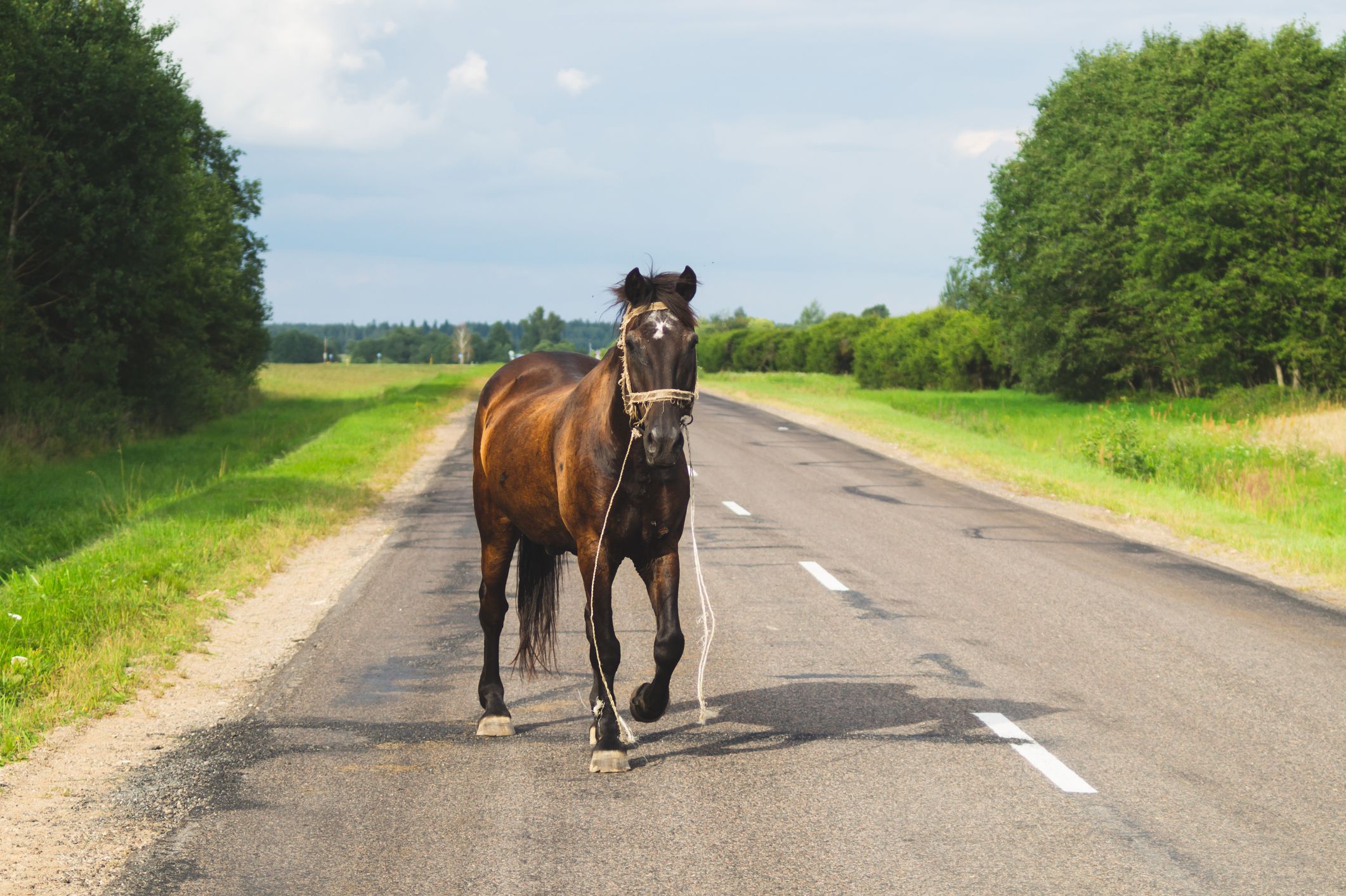 Ein Pferd stellte sich vor, eines hinter den Wagen. (Symbolbild)