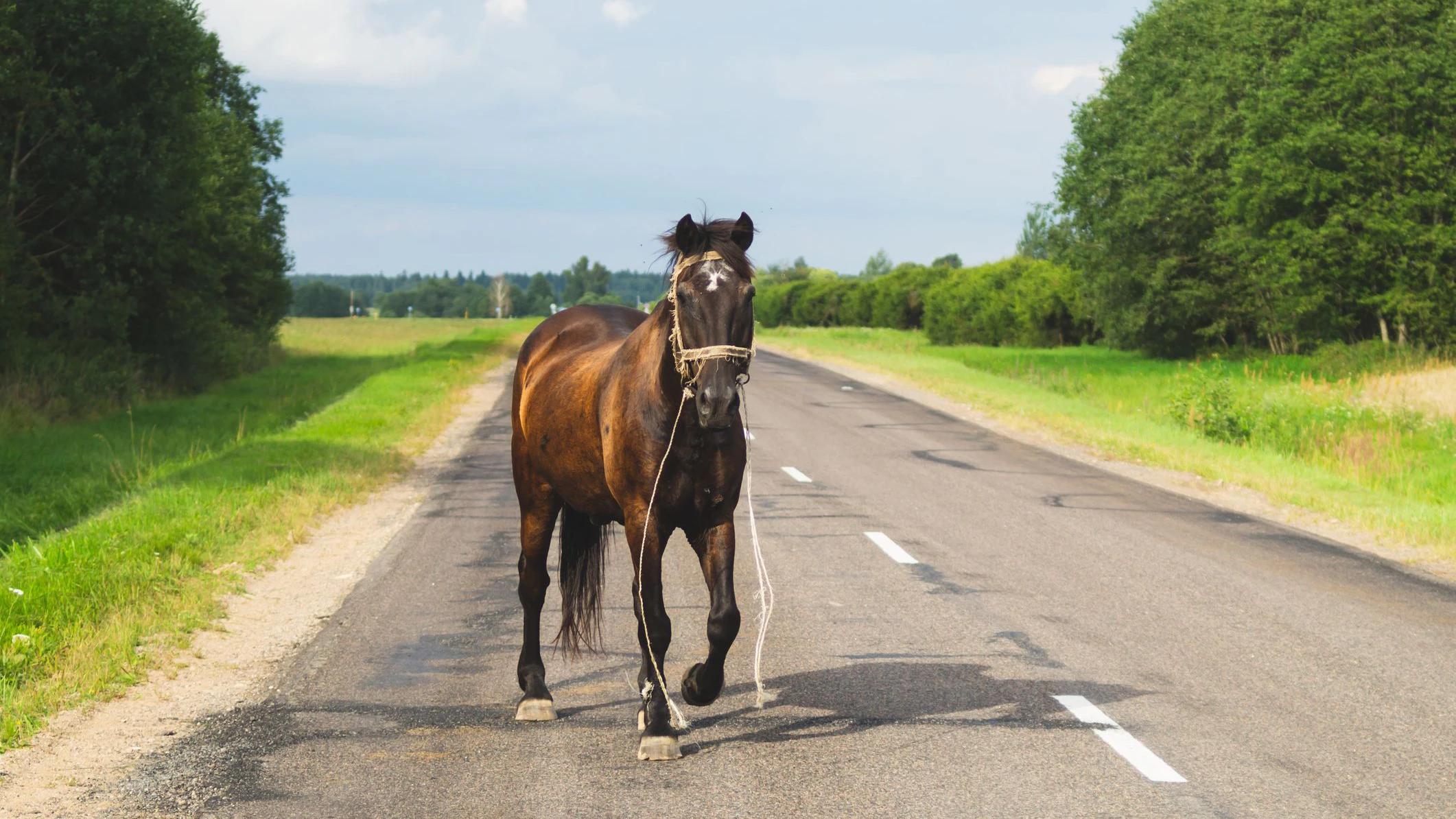 Ein Pferd stellte sich vor, eines hinter den Wagen. (Symbolbild)