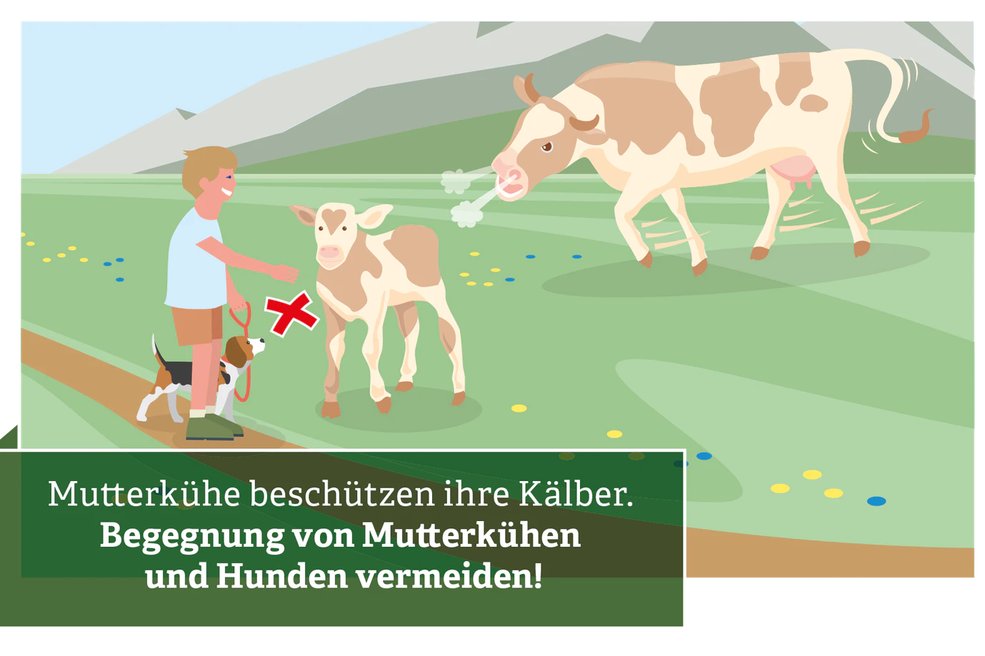 3. Wenn man einen Hund mit hat: Halten sie möglichst viel Abstand zu Mutterkühen