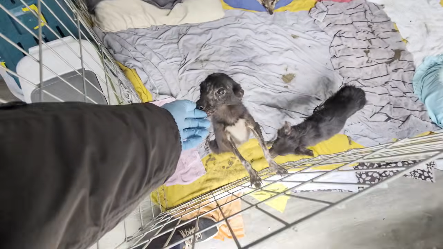 Die Hunde wurden völlig verwahrlost vorgefunden. 