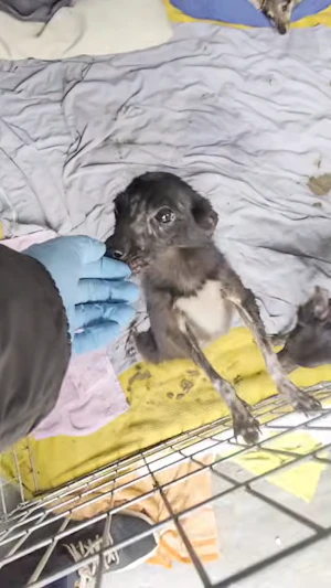 Horror-Haus Kroatien: 47 verwahrloste Hunde gerettet, über 30 tote Tiere entdeckt. Tierschützer fordern politische Hilfe nach Schockfund.