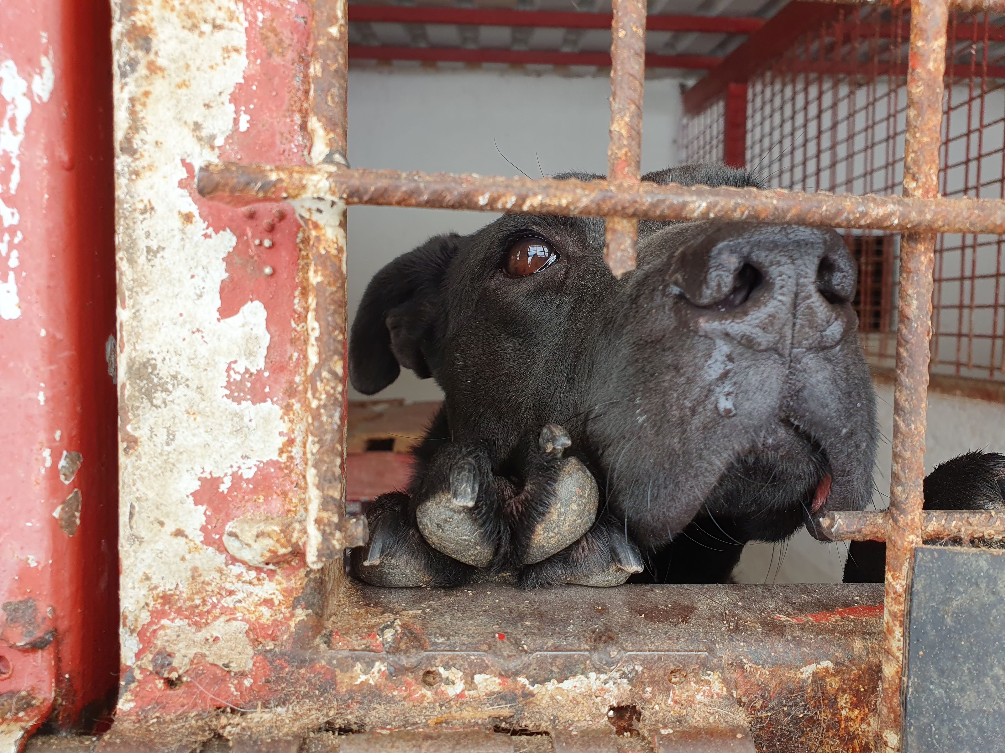 Die rumänischen Tierheime erfüllen nicht einmal die Mindeststandards von den EU-Tierschutzgesetzen - wieso werden solche weiter mit unseren Steuern finanziert? 