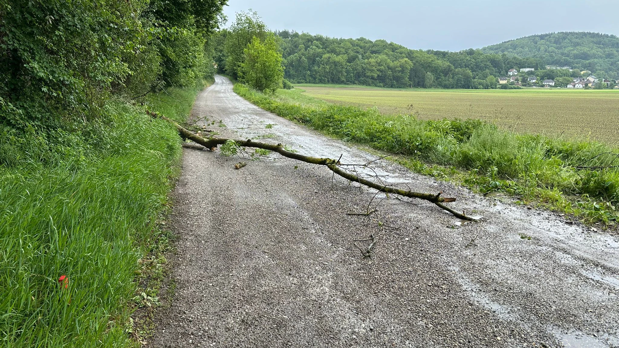 Wegen dieses Astes wurde am Samstag die Feuerwehr alarmiert.