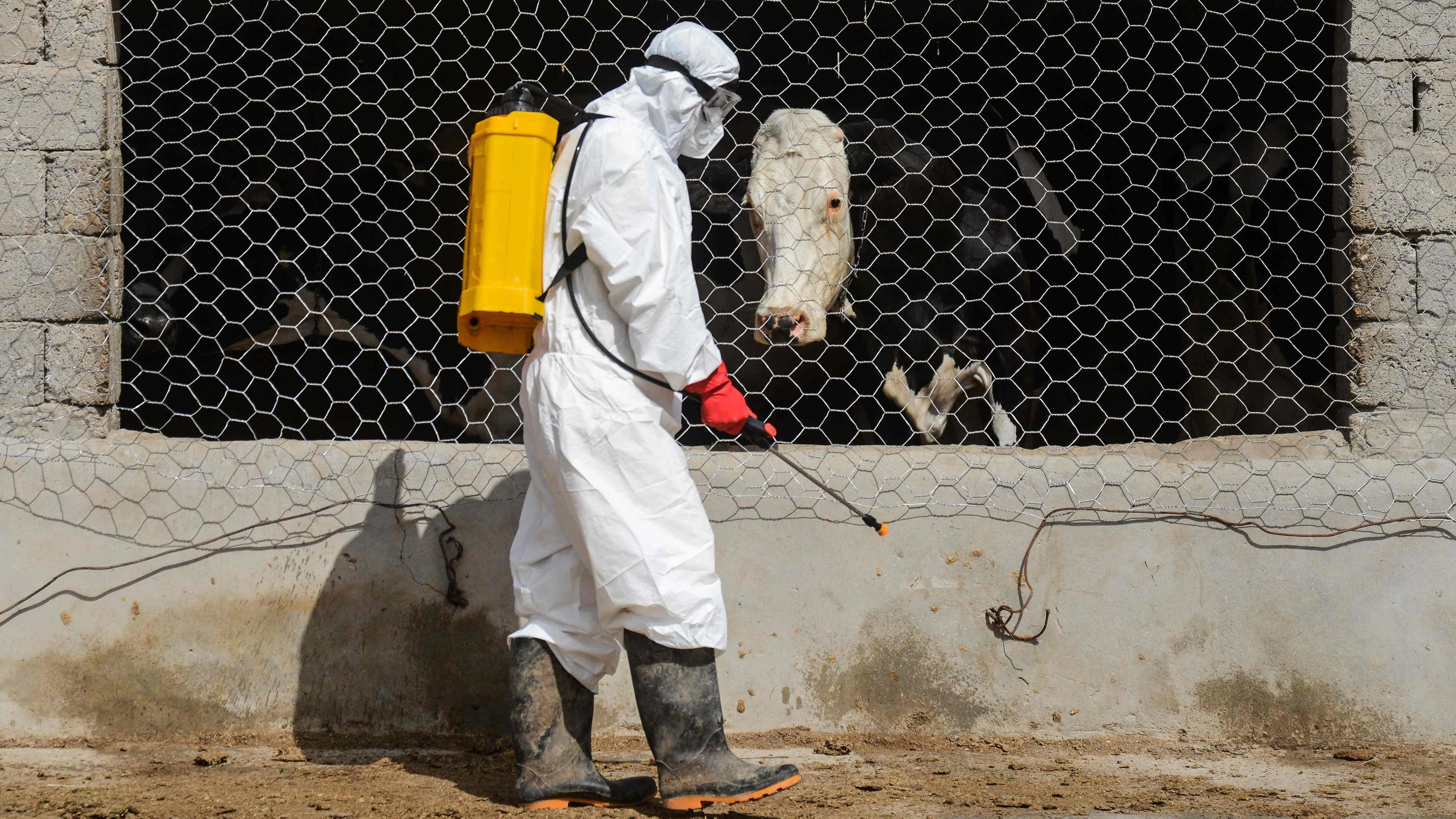 TOPSHOT - A worker associated with Afghanistan's Ministry of Agriculture, Irrigation and Livestock and World Health Organization (WHO) sprays a disinfectant to prevent Crimean-Congo haemorrhagic fever also known as Congo fever, at a cowshed in the Zor village of Kandahar on May 18, 2026. (Photo by Sanaullah SEIAM / AFP)