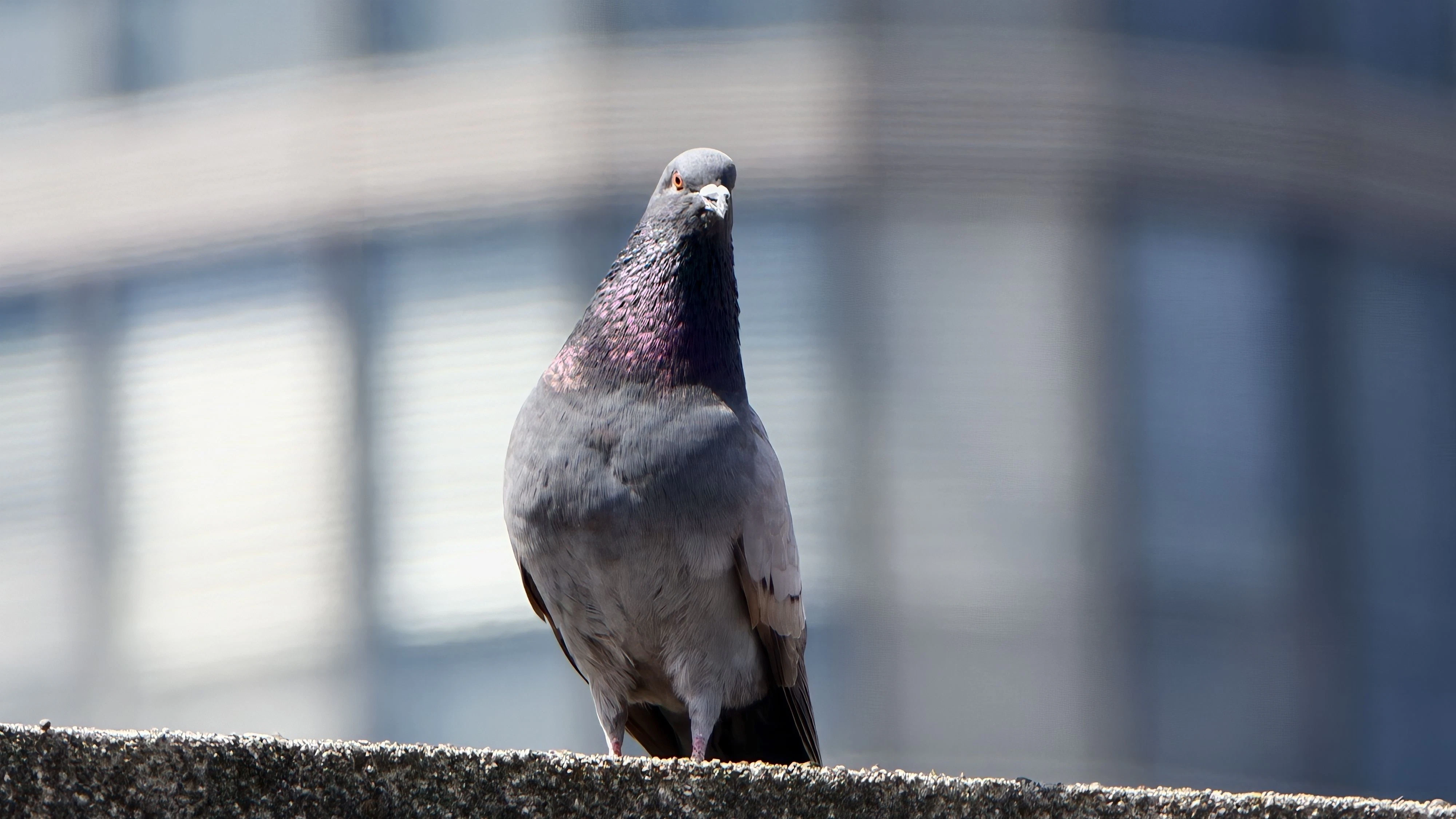 ... dann kommen solche Fotos mit 40 x Zoom (maximal 200 x) raus. Da kann kaum ein Konkurrent mithalten.