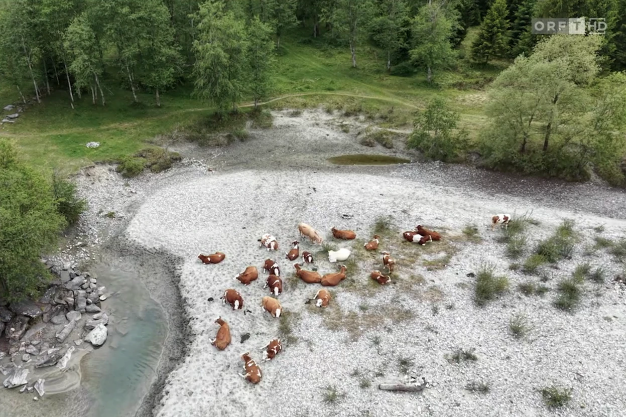 Ein Teil jener Herde, die am Sonntag mehrere Wanderer attackiert und eine Frau getötet hat, in einer Drohnenaufnahme des ORF Tirol