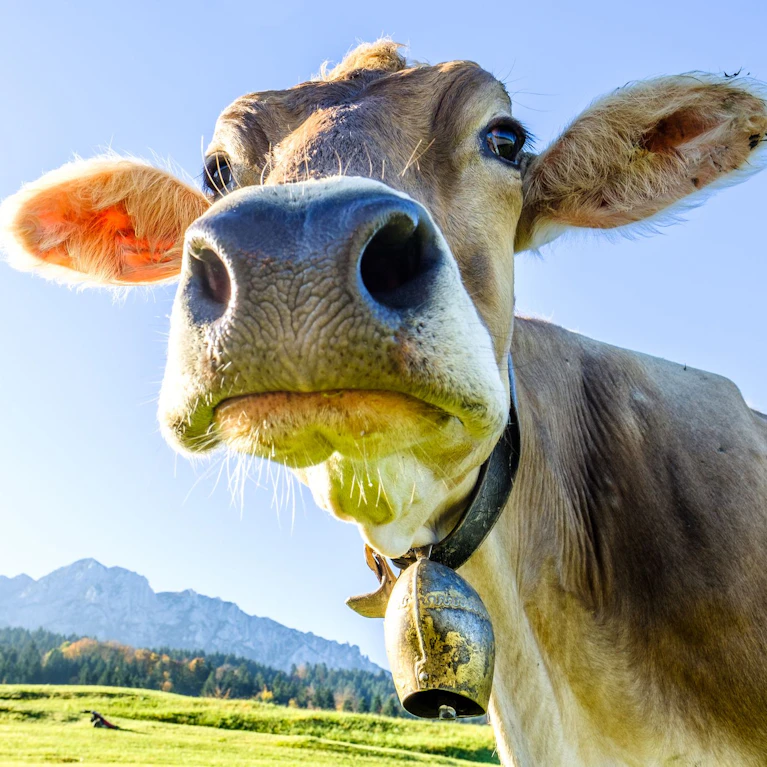 Sechs tote Wanderer in zwölf Jahren. Fast 100 teils Schwerverletzte. Dutzende Fragen. Nach der Kuh-Tragödie in Osttirol wollen viele wissen: Häuft sich das? Was sind die Ursachen? Und wie verhalte ich mich richtig (das ist gar nicht so einfach zu beantworten).