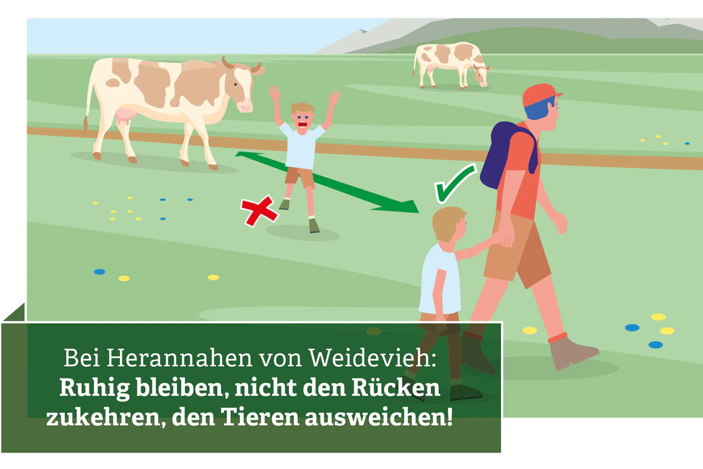 7. Wenn sich Ihnen Kühe nähern: ruhig bleiben und den Tieren ausweichen