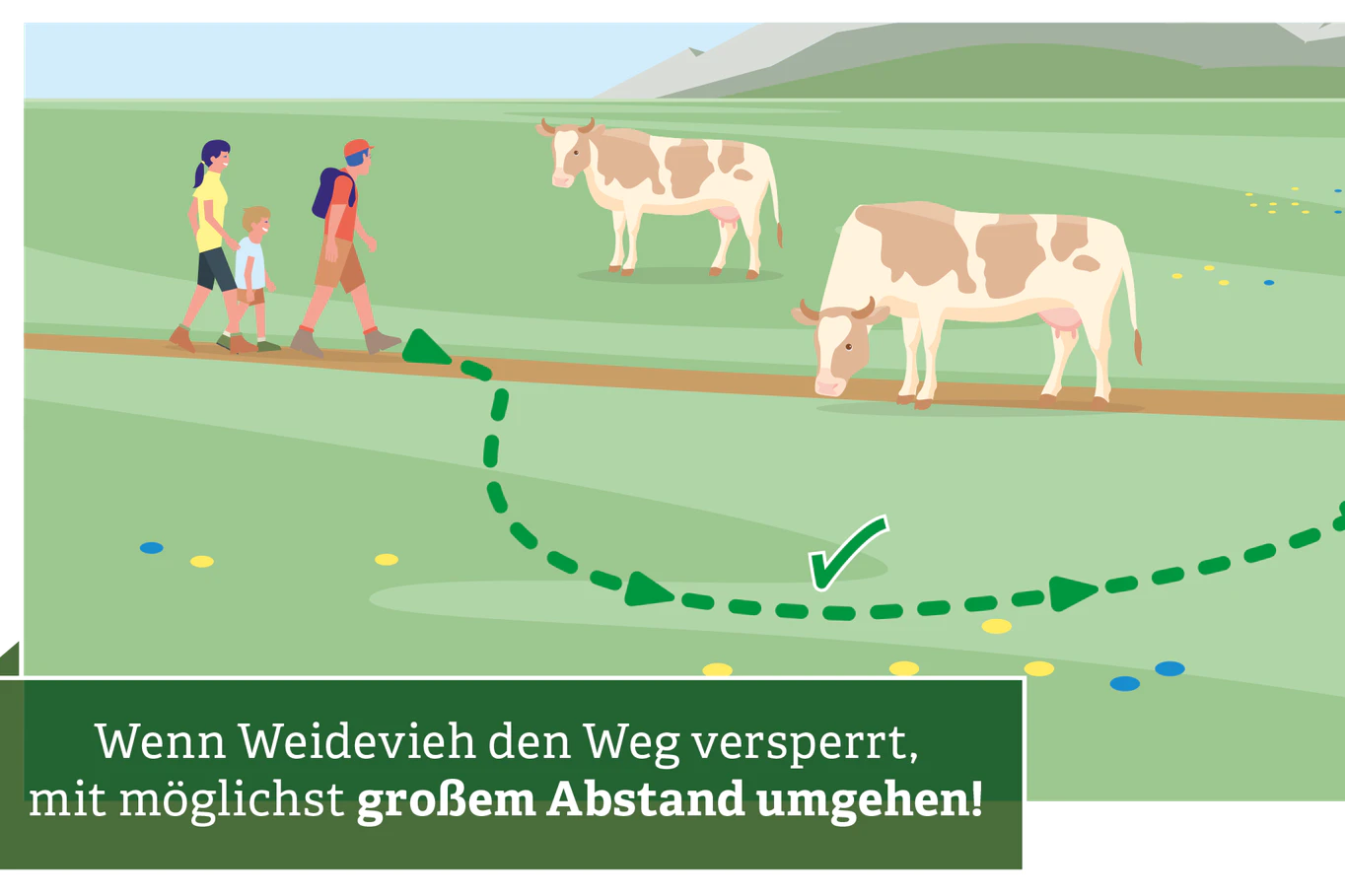6. Stehen Kühe auf dem Wanderweg, umgehen sie diese weiträumig