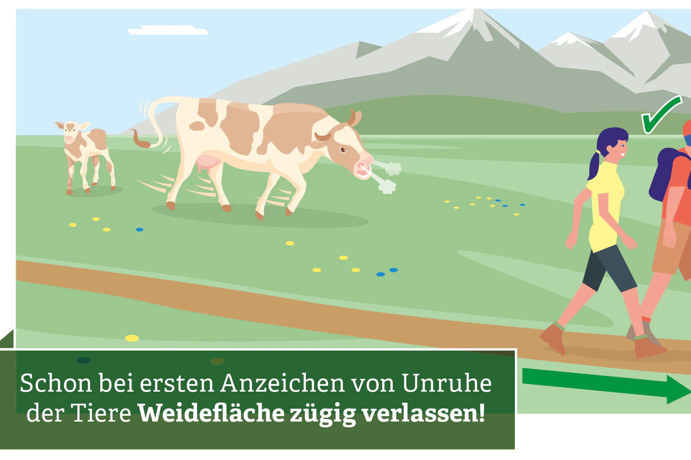 8. Wirken die Kühe unruhig, Weide sofort zügig verlassen. Sollten Sie das bereits von außen feststellen, Weide gar nicht erst betreten