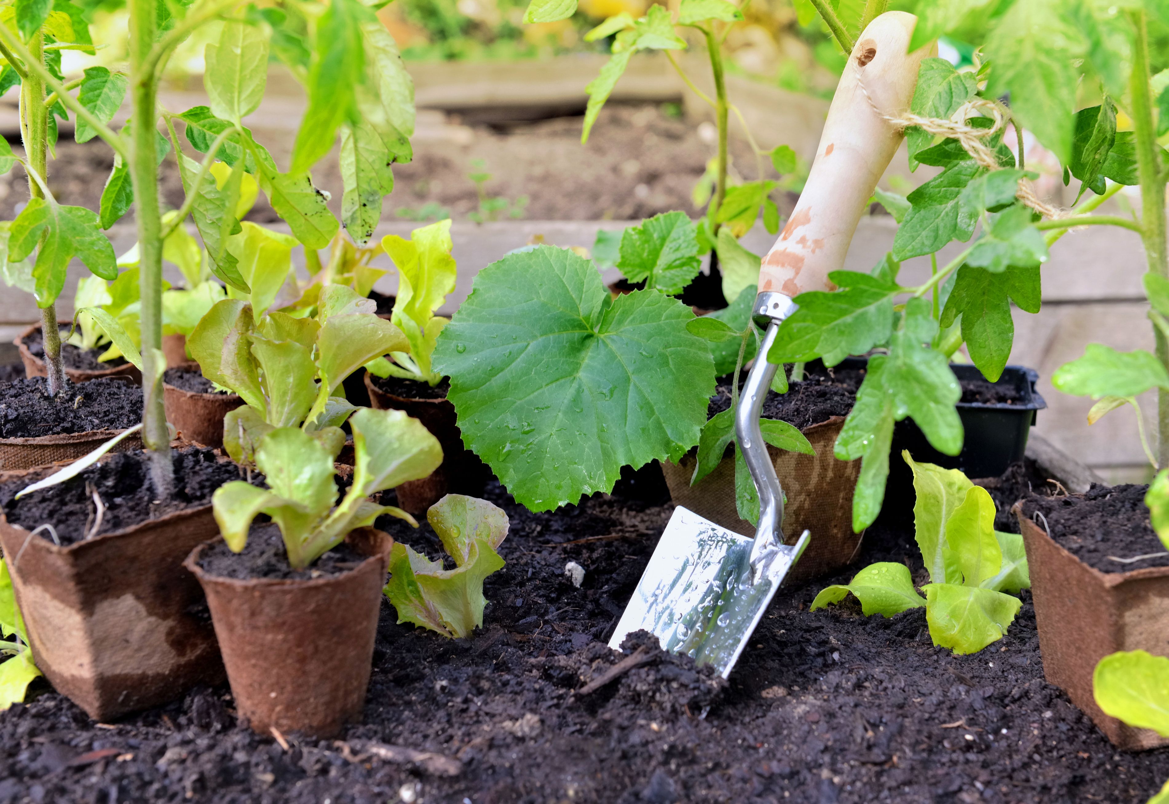 meatl shovel planting in the soil of vegetable garden among leaf of seedlings