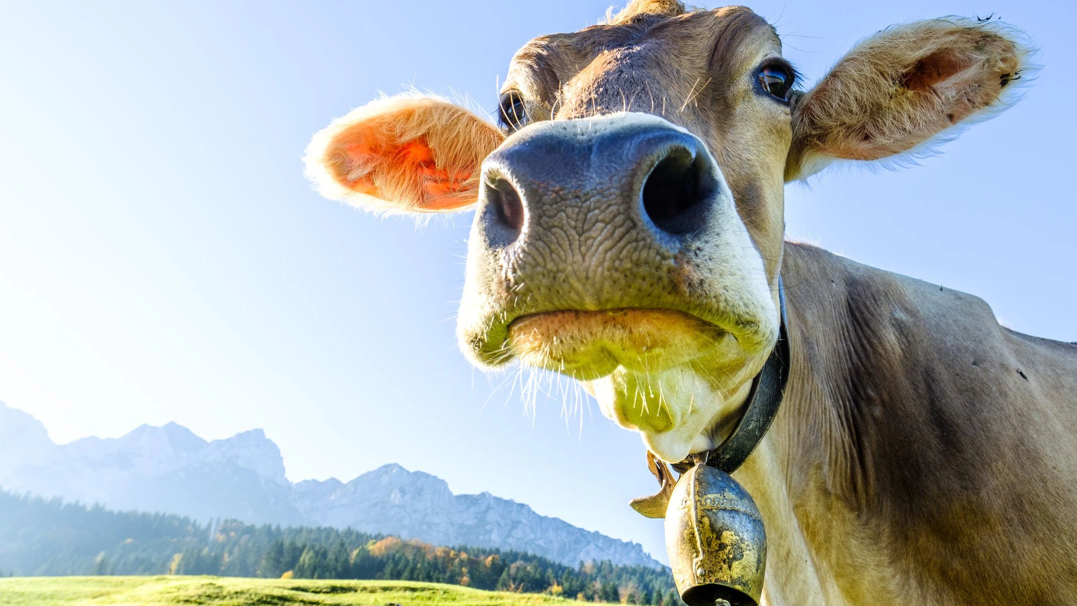 Wegrennen bei einer Kuh-Attacke ist keine gute Idee