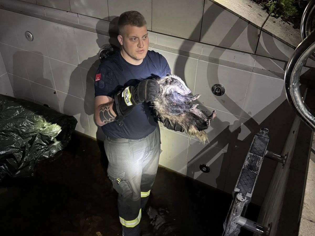 Die Feuerwehr konnte die Dachswelpen aus dem Pool befreien.